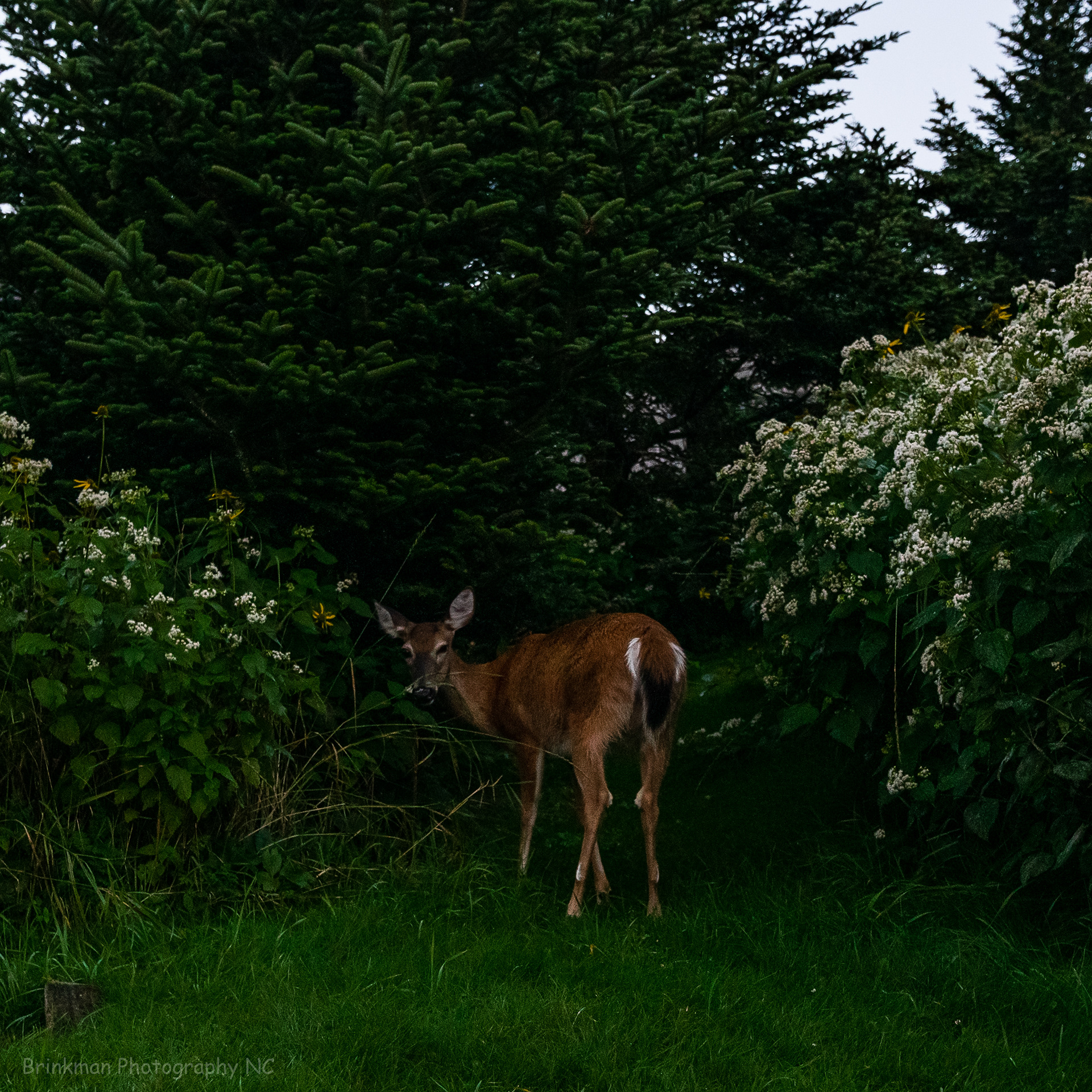 LeConte Deer
