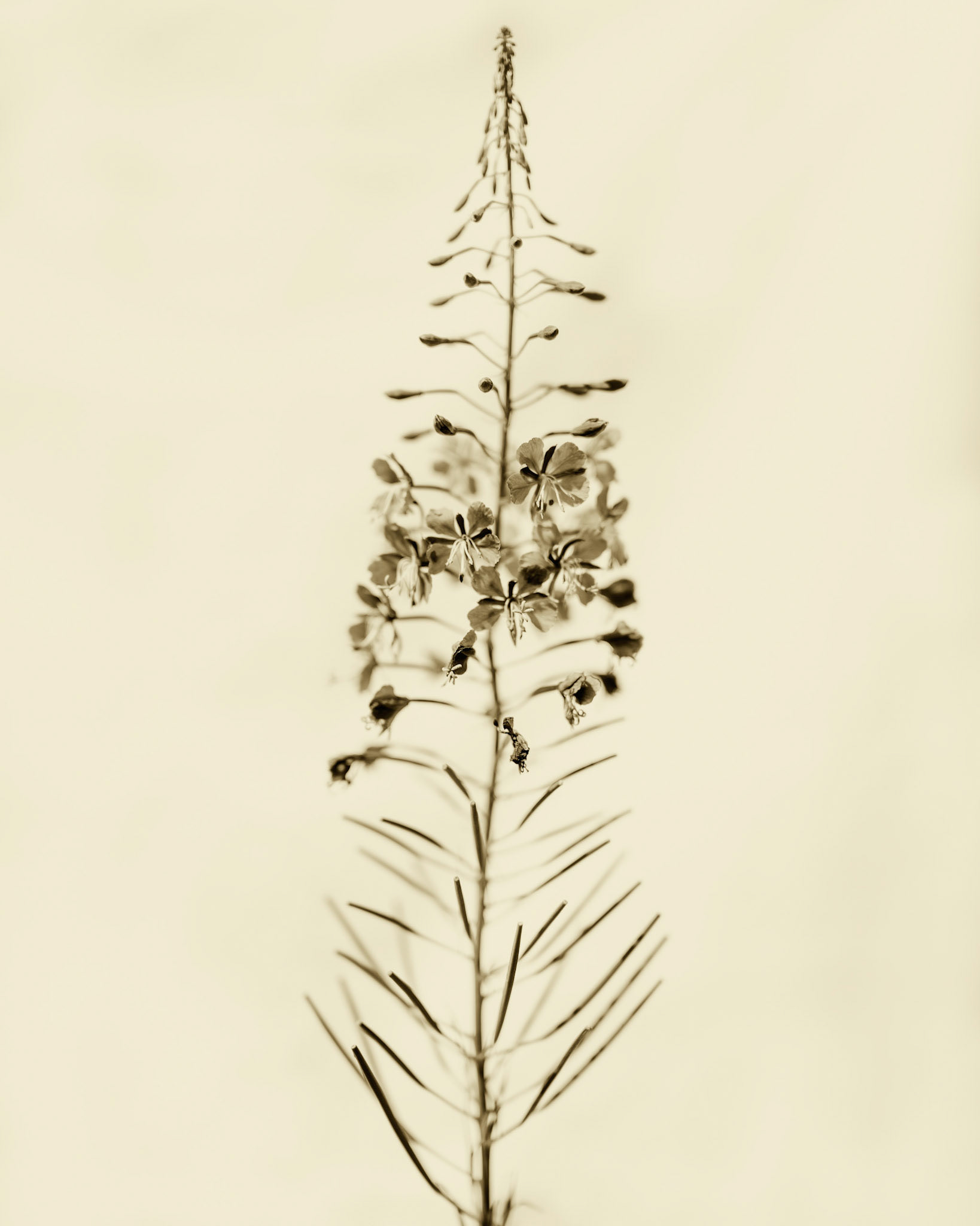 Epilobium angustifolium