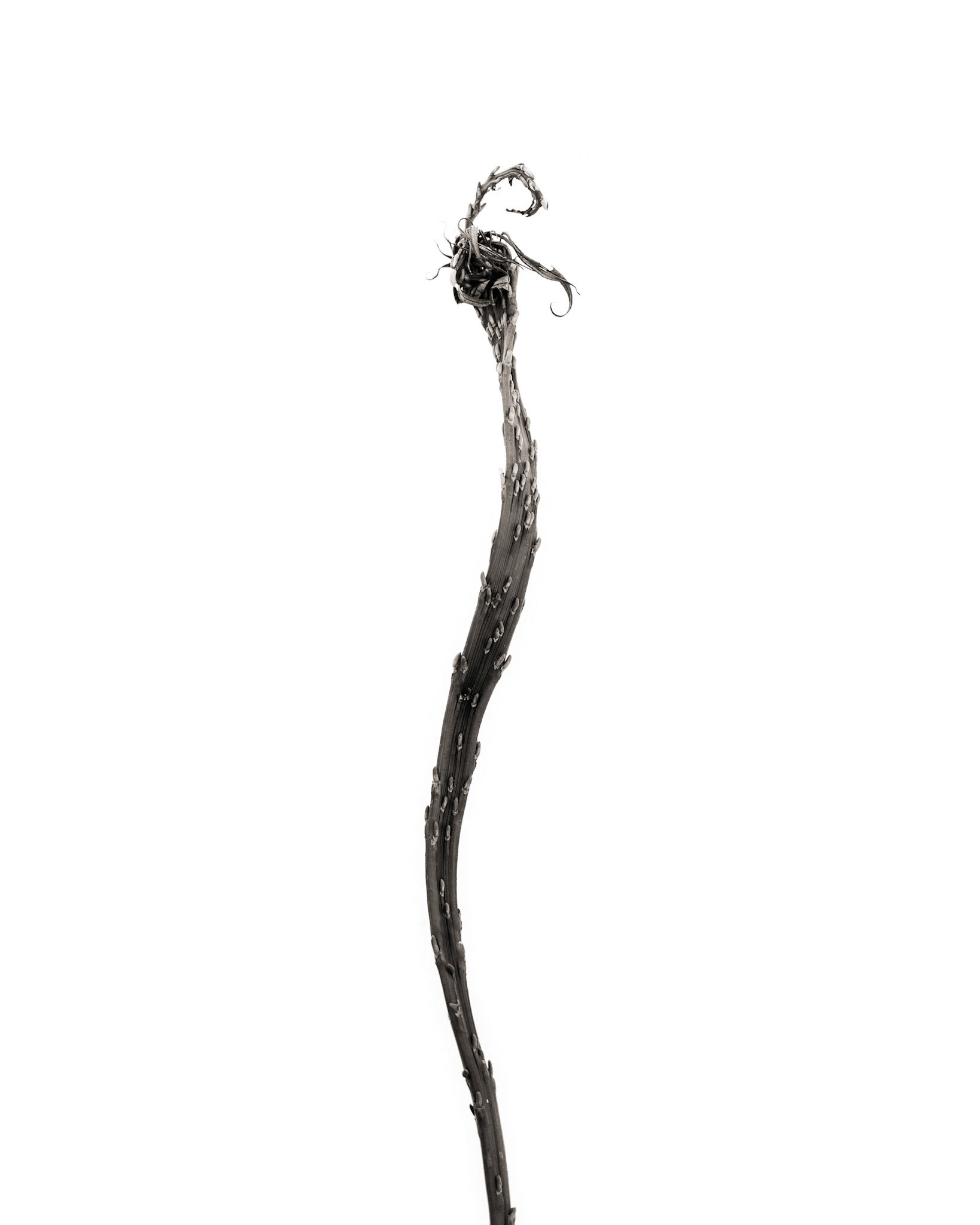 Salix sachalinensis
