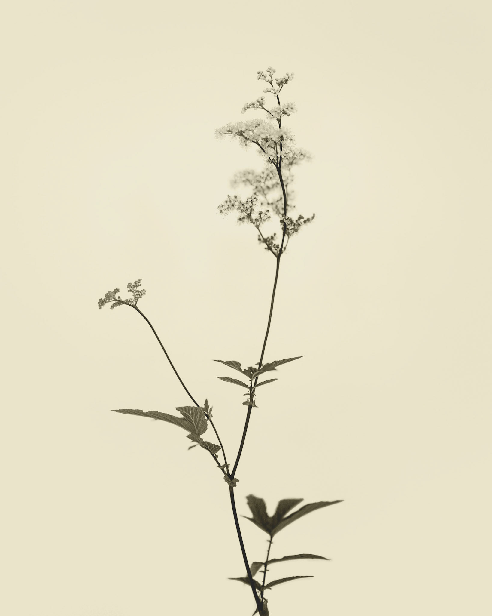 Filipendula ulmaria