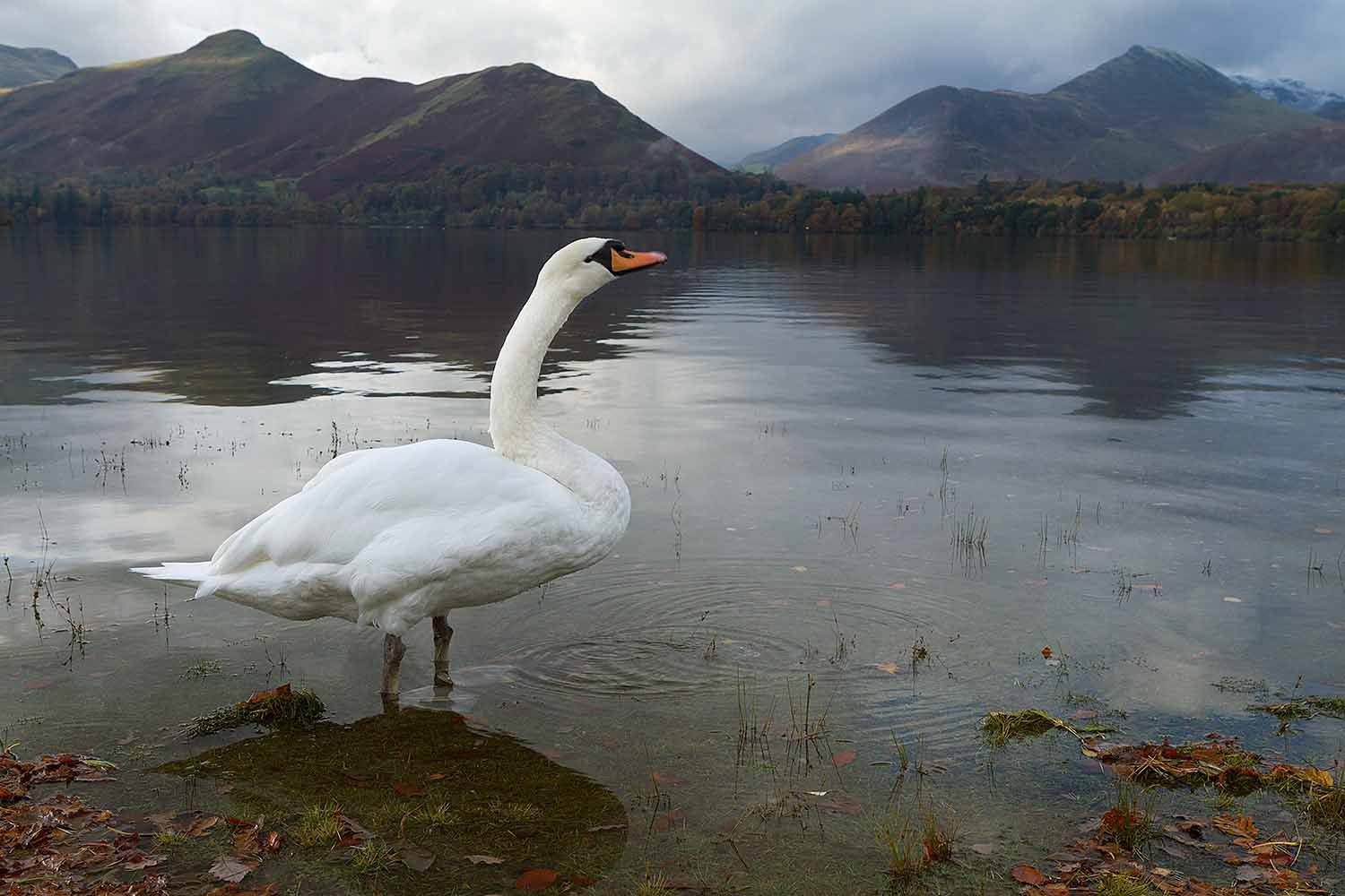 Swan at Derwentwater, Cumbria