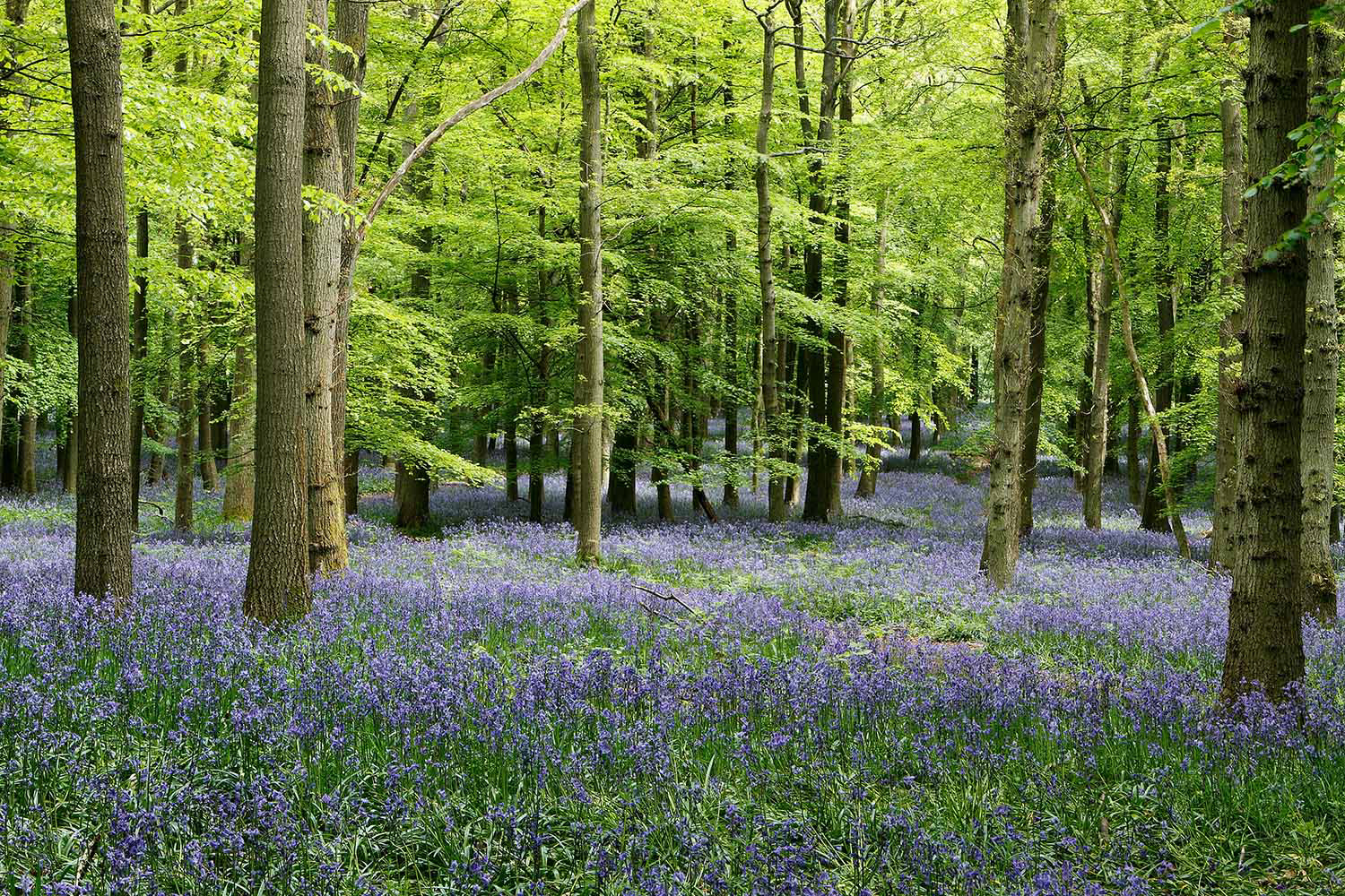 Bluebells in Dockey Wood, Ashridge, Hertfordshire