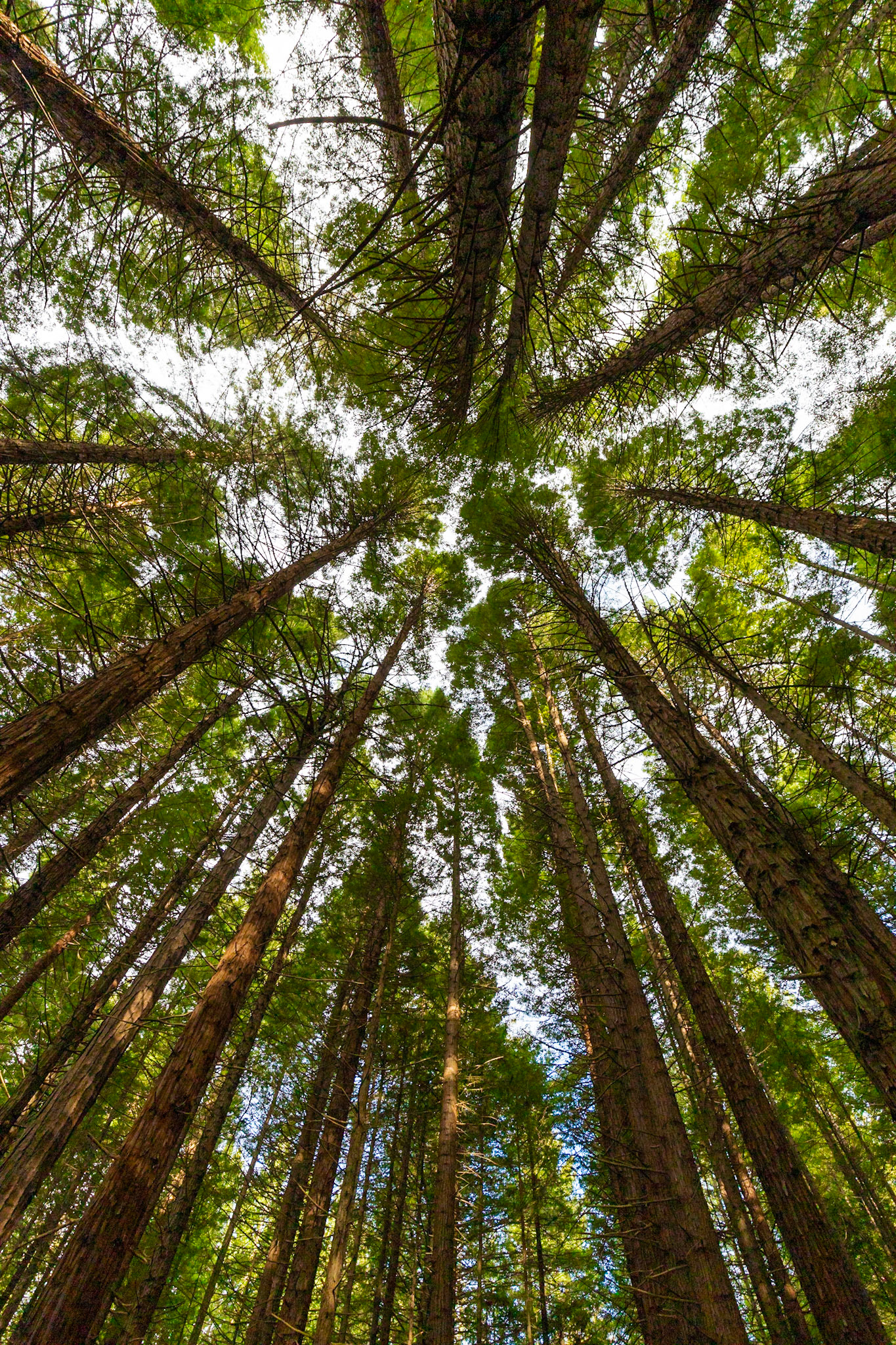 Sob a copa das árvores RedWood, em Rotorua.