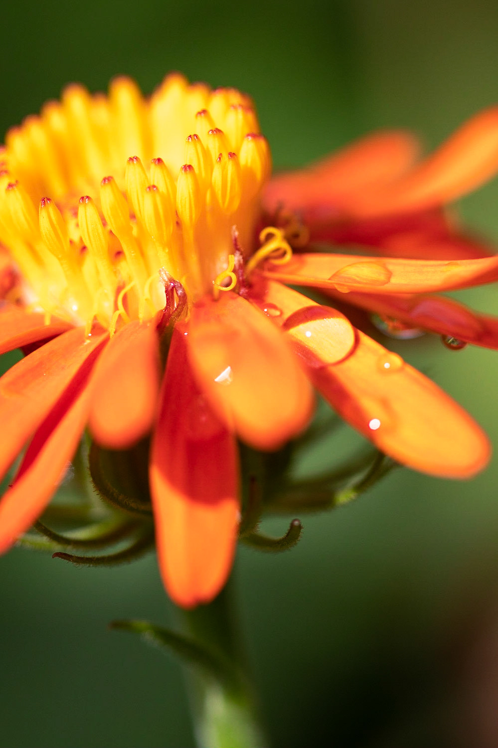 O orvalho da manhã na nobre margarida laranja. Instituto Plantarum.