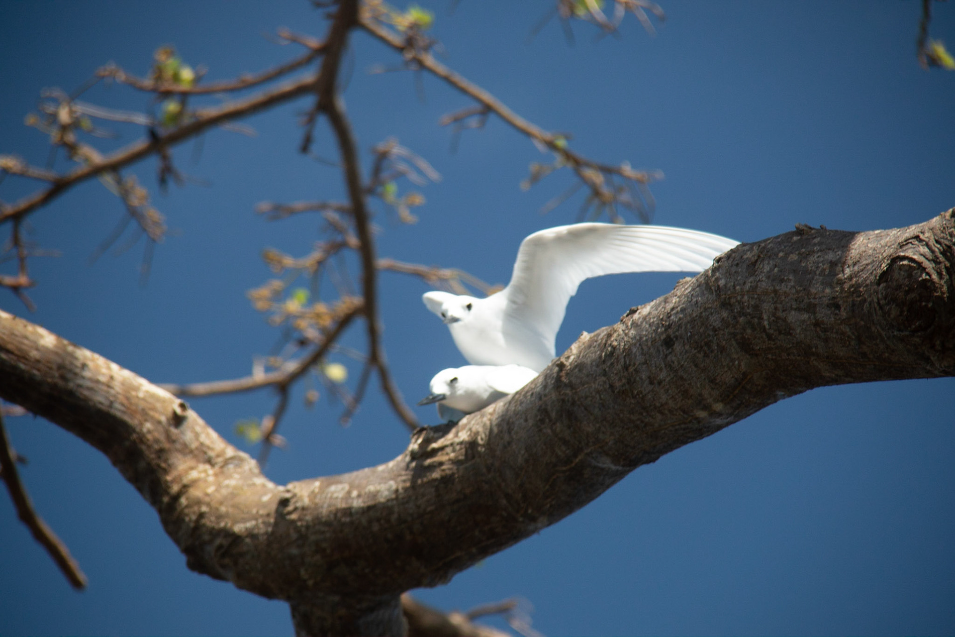 Duas Novinhas acasalando em Fernando de Noronha