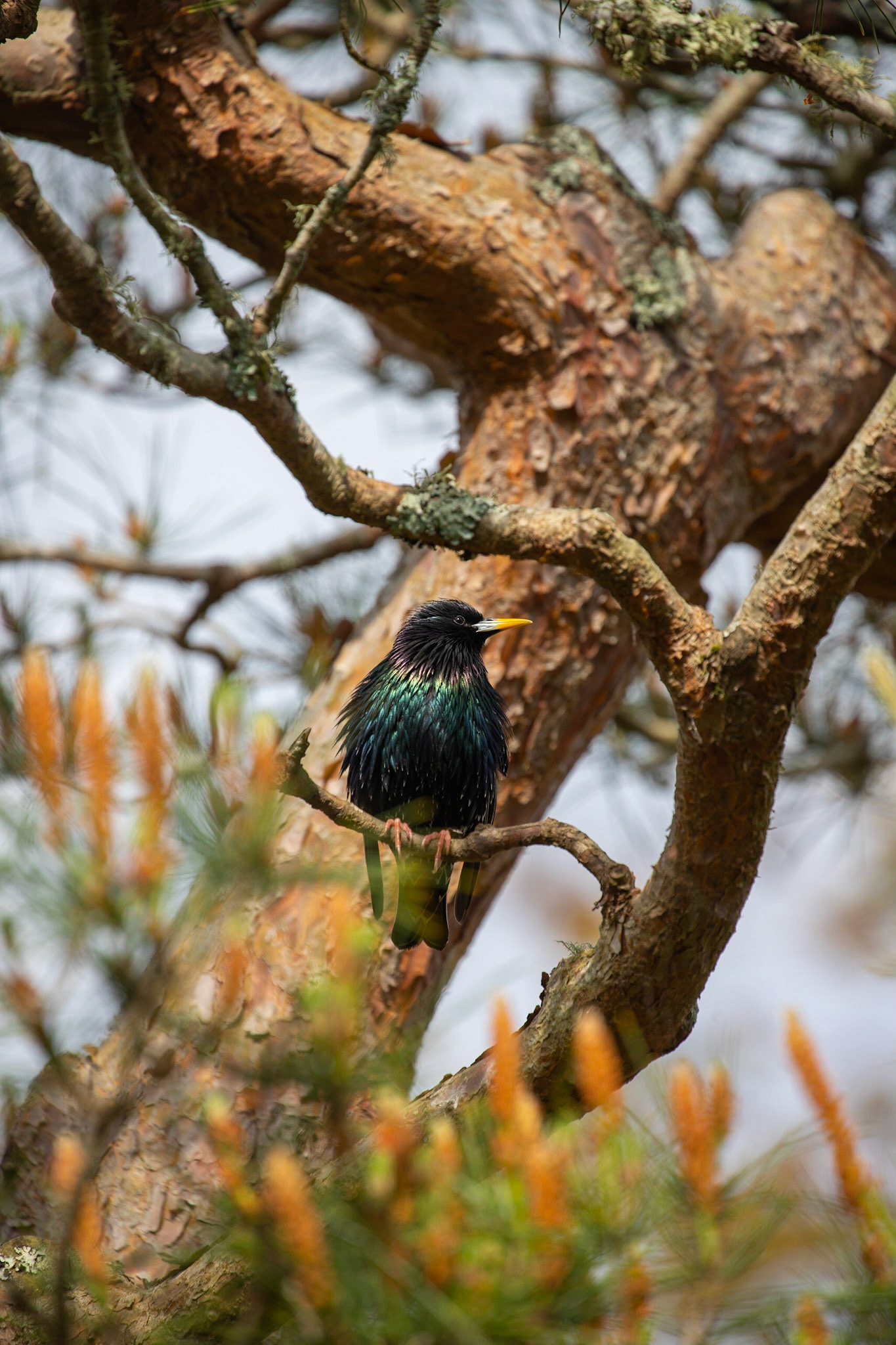 O estorninho-comum ou estorninho-malhado nativo da Eurásia e introduzido na América do Norte, África do Sul, Austrália e Nova Zelândia.