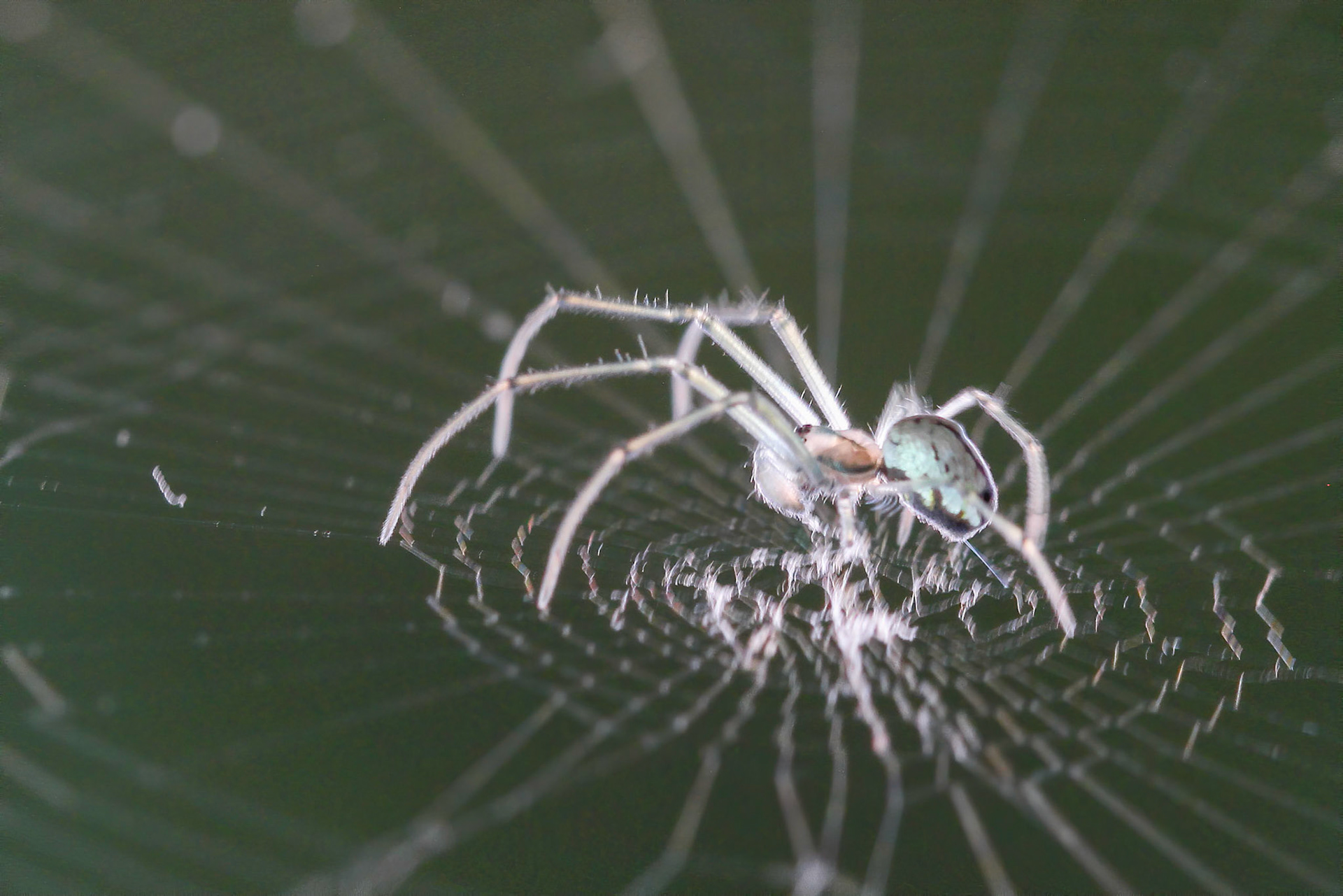 Uma minúscula aranha translúcida no jardim.