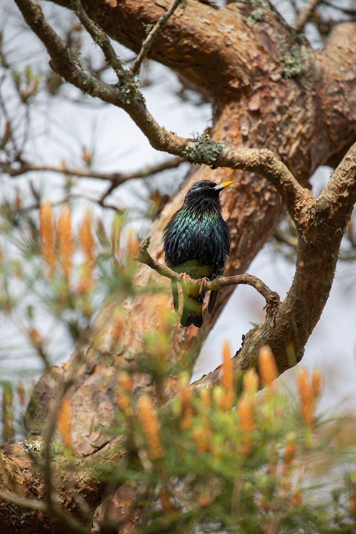 O estorninho-comum ou estorninho-malhado nativo da Eurásia e introduzido na América do Norte, África do Sul, Austrália e Nova Zelândia.