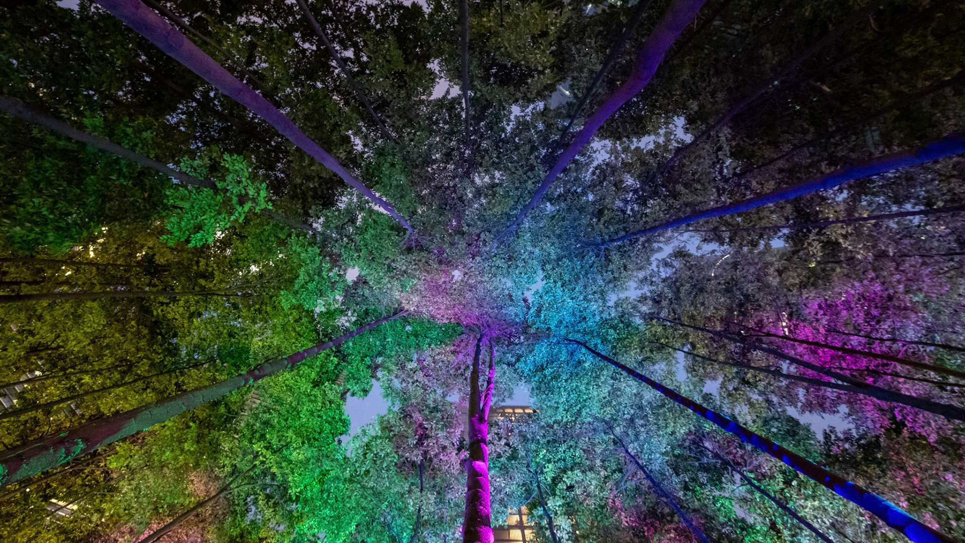 canopy