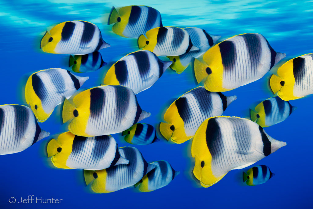 A school of Double-saddle Butterflyfish