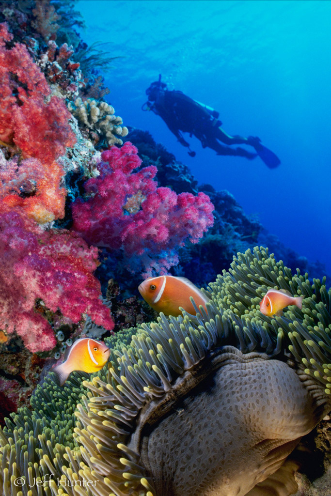 A scuba diver swimming over three clownfish (Anemonefish) in a sea anemone on a coral reef