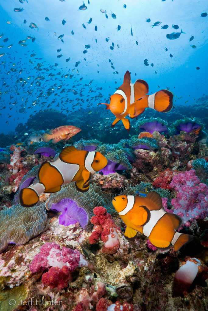 Three Clownfish on a colorful tropical coral reef