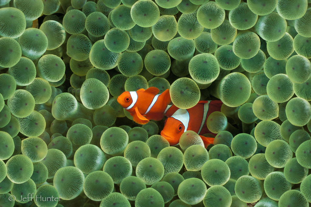 Two orange spinecheek anemonefish in a green sea anemone, often referred to as clownfish