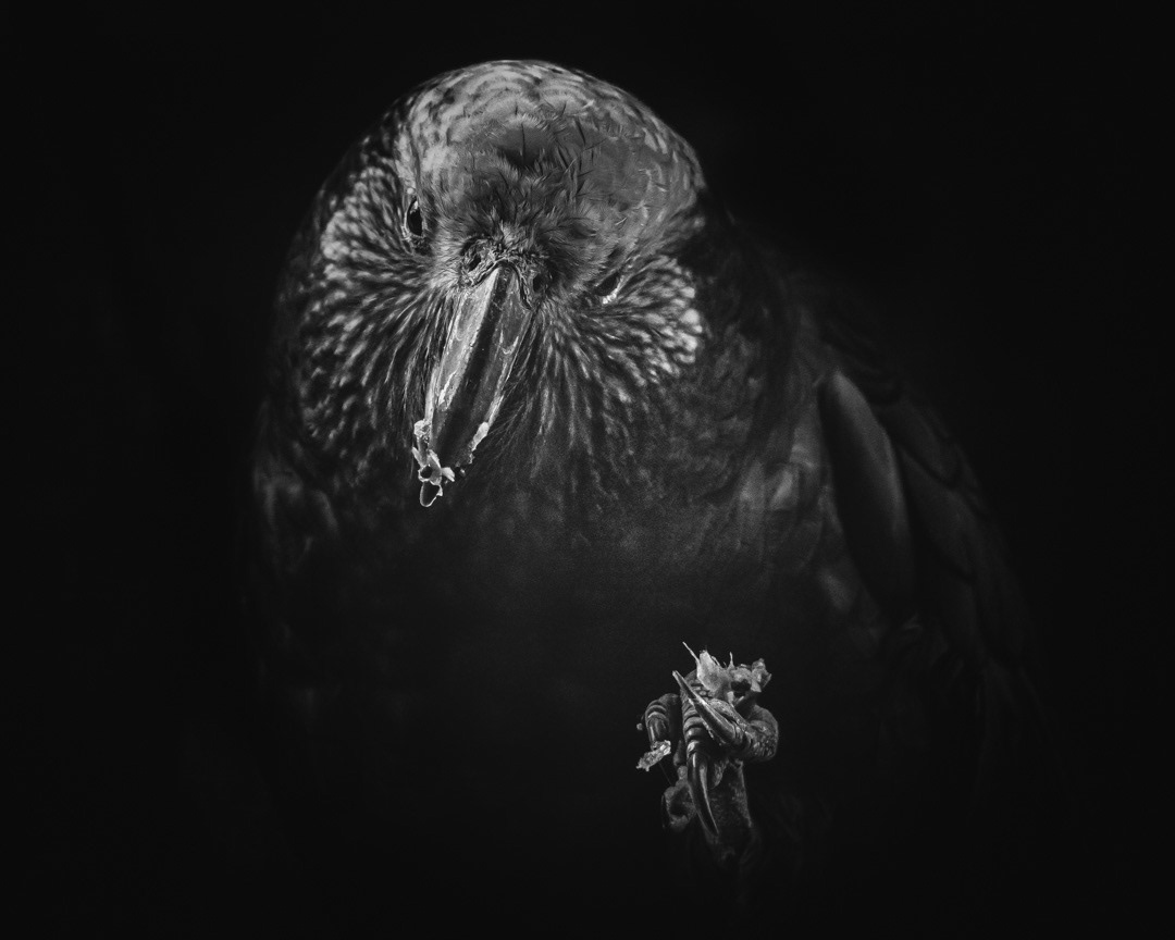KAKA BW 1