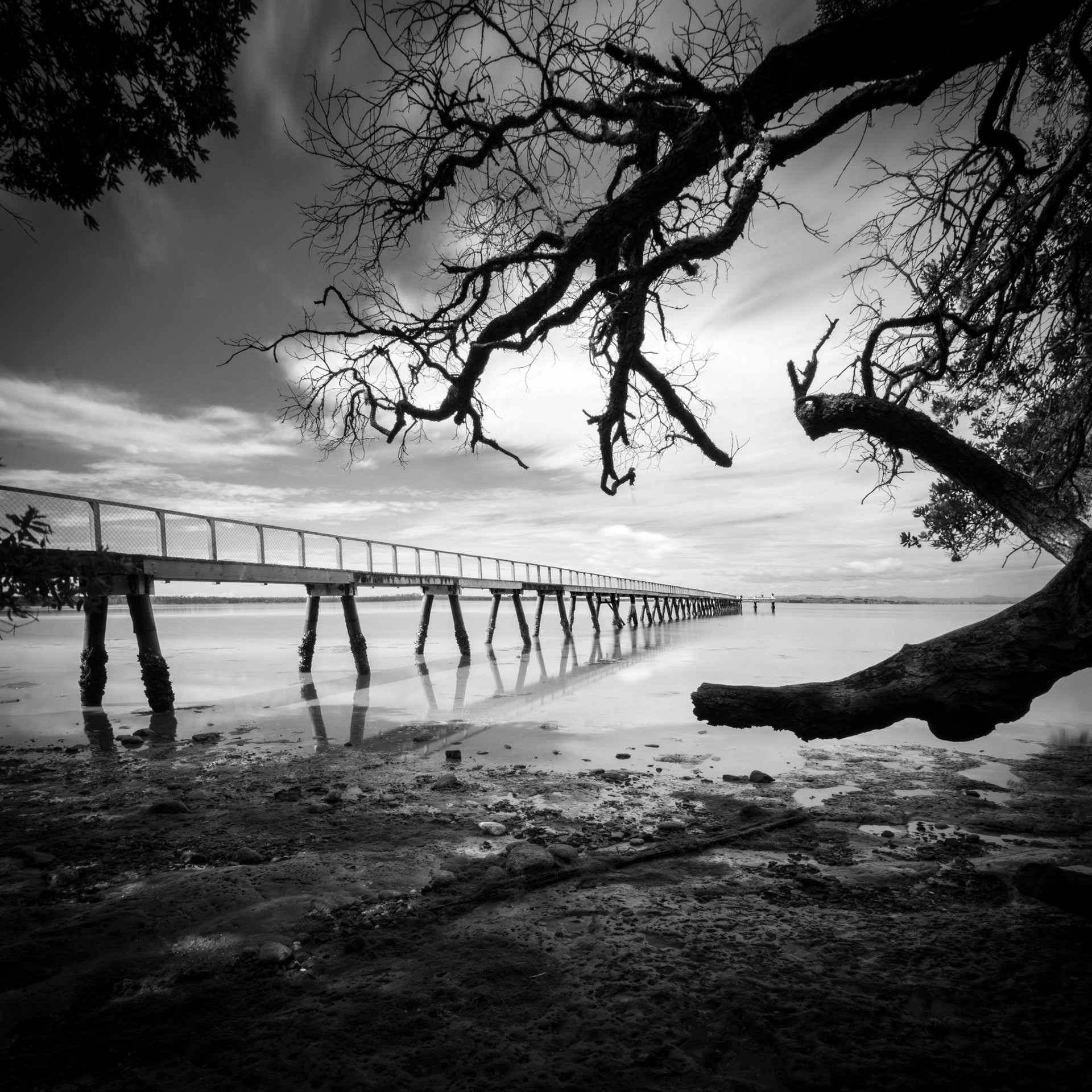 KAURI POINT WHARF BW 1