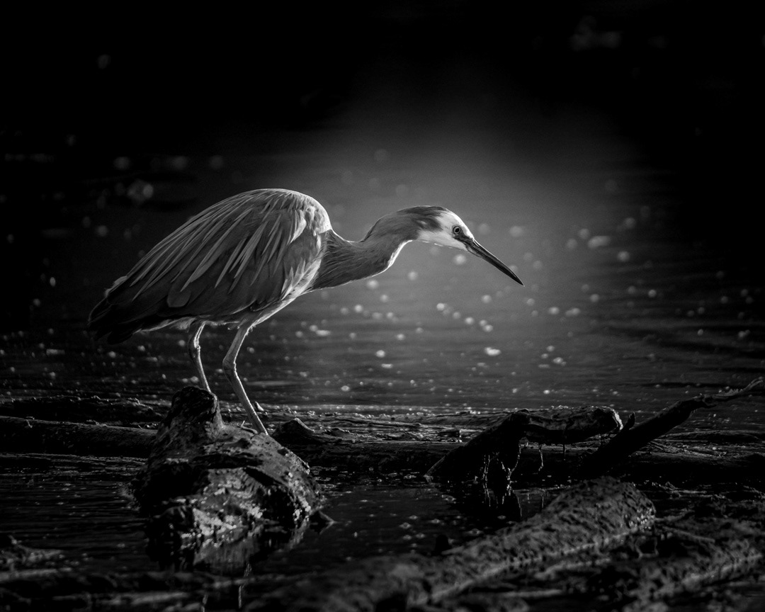 HERON BW