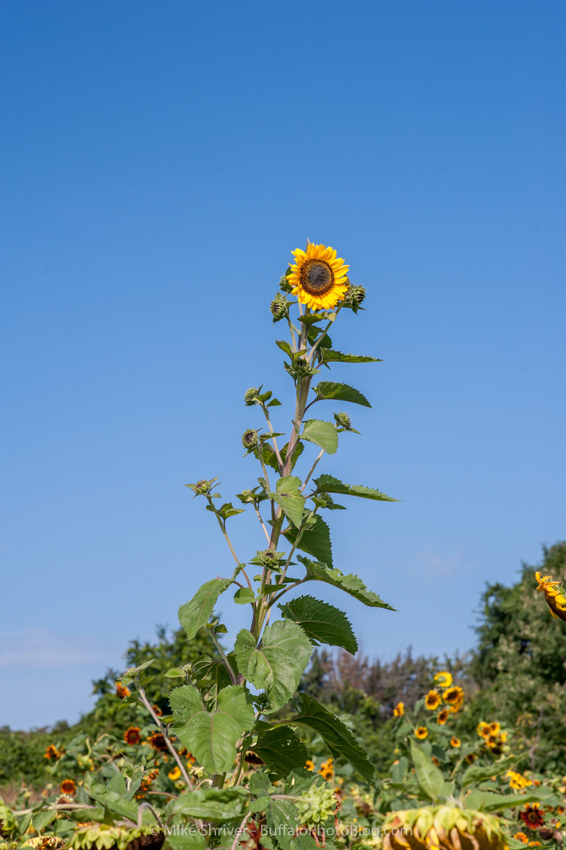 Photography of Buffalo, NY sunflowers of sanborn