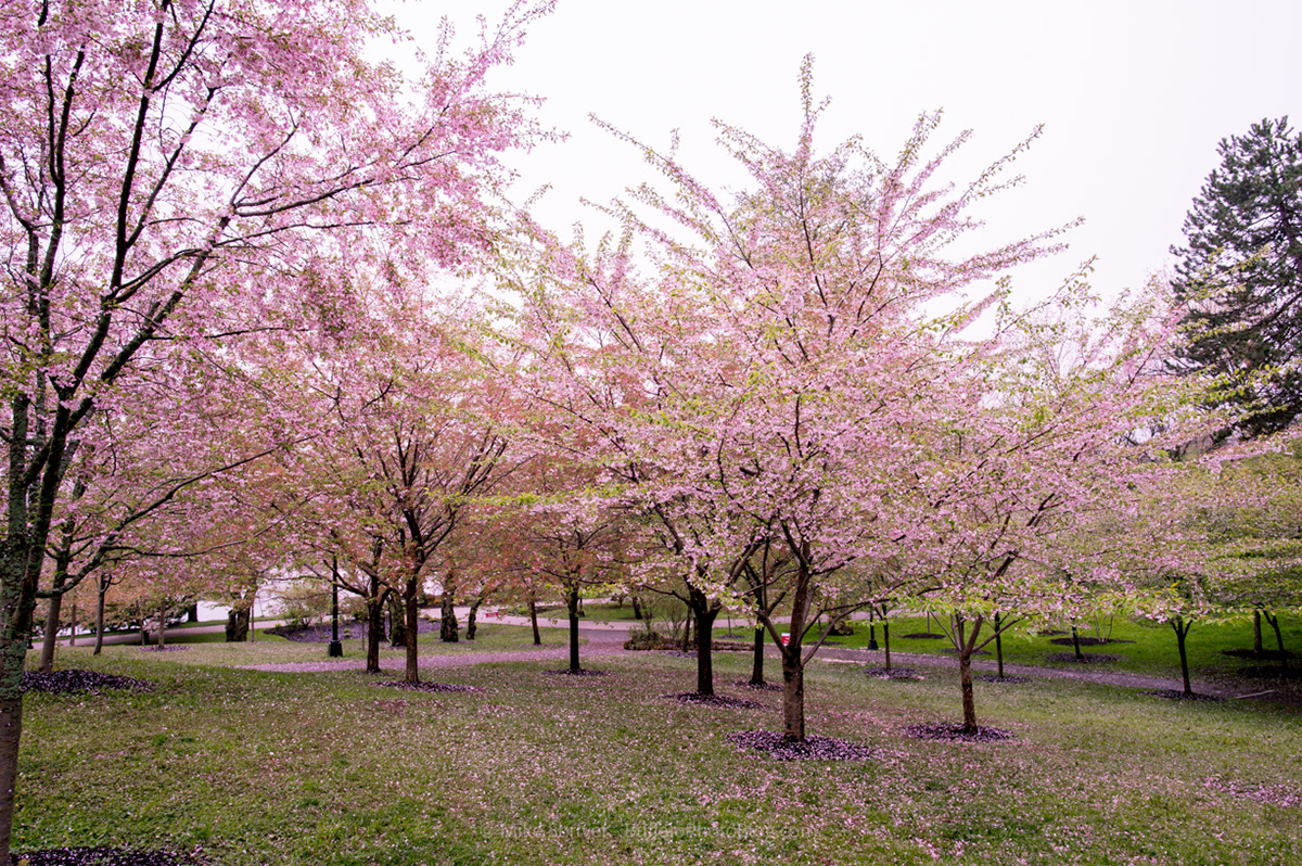 Photography of Buffalo, NY cherry blossoms at delaware park