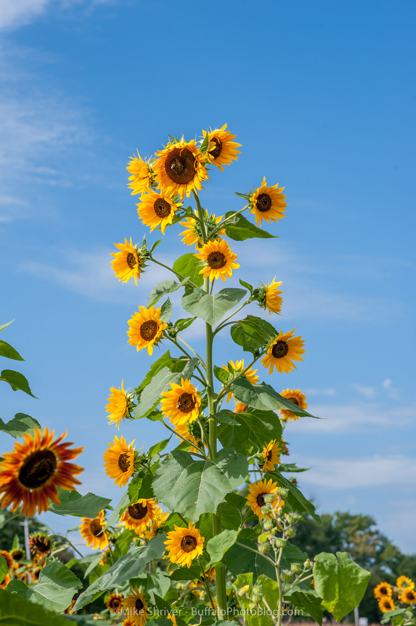 Photography of Buffalo, NY sunflowers of sanborn
