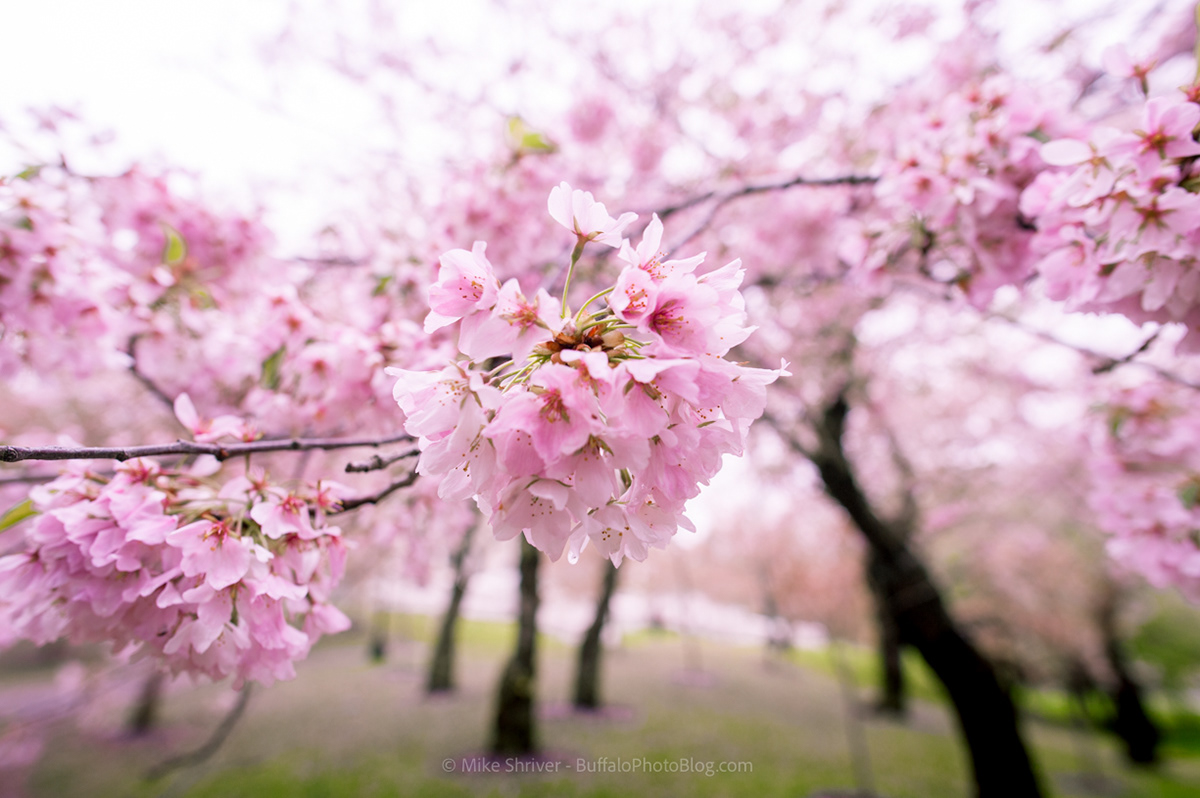 Photography Of Buffalo Ny Cherry Blossoms At Delaware Park