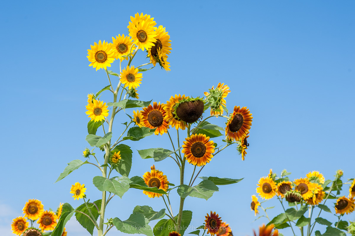Photography of Buffalo, NY sunflowers of sanborn
