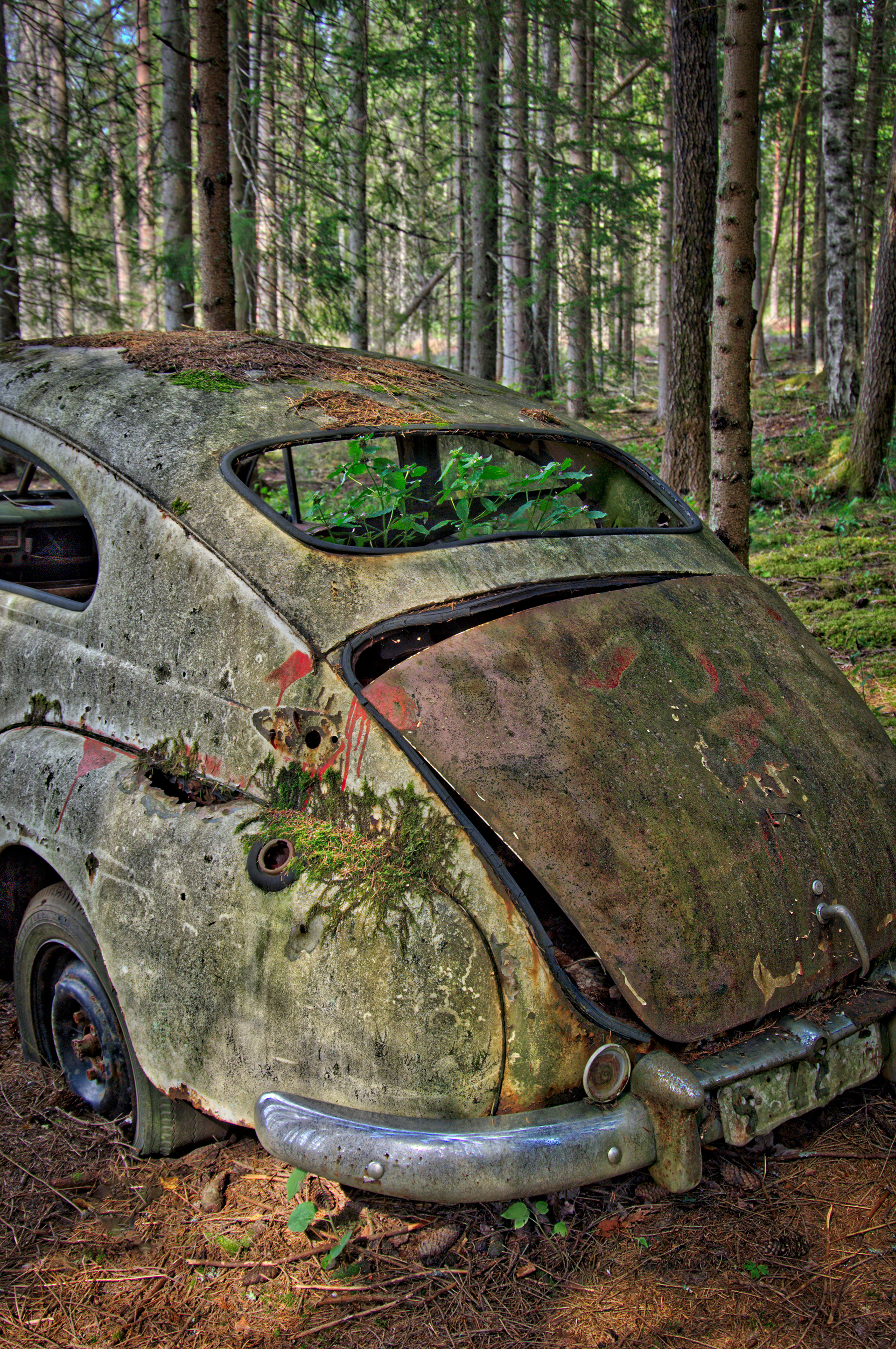 Rearview of old decaying rusty vintage Volvo PV 544 with plants growing in it abandoned in the woods