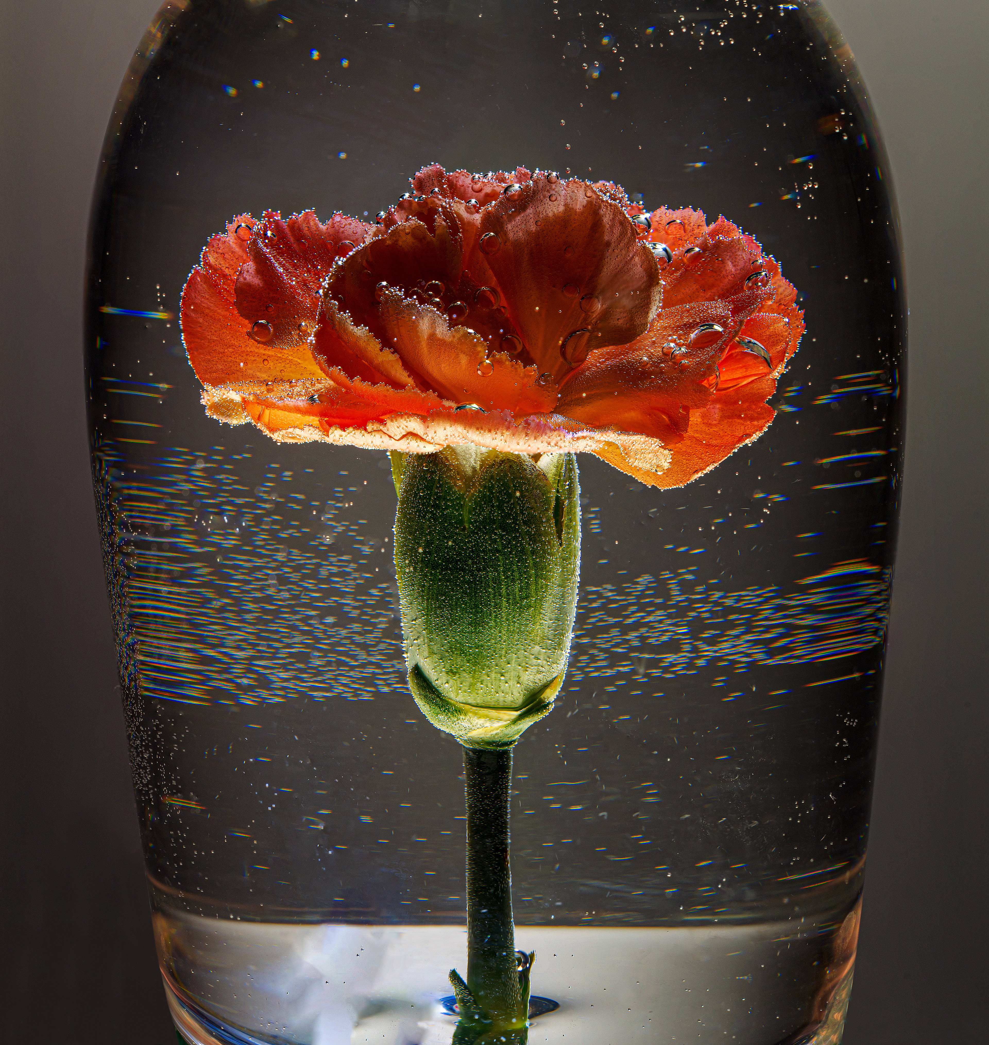 Red carnation submerged in a glass of water with bubbles all over ahainst a dark grey background in the studio