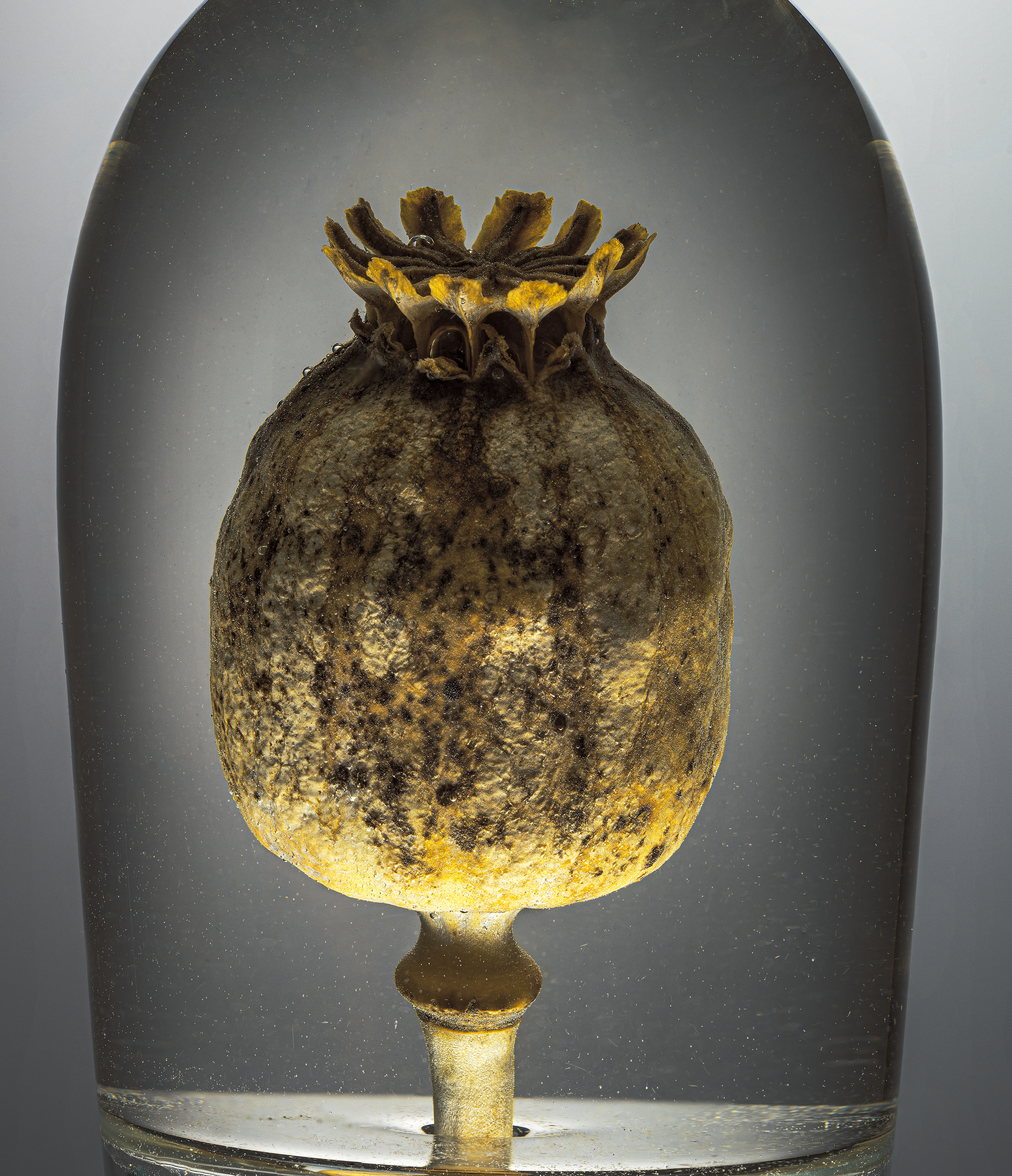 Opium like poppy in a glass of water against a grey background in the studio