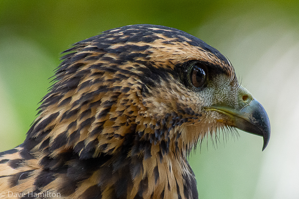 dave-in-the-jungle-common-black-hawk