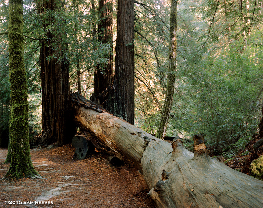 Big Basin