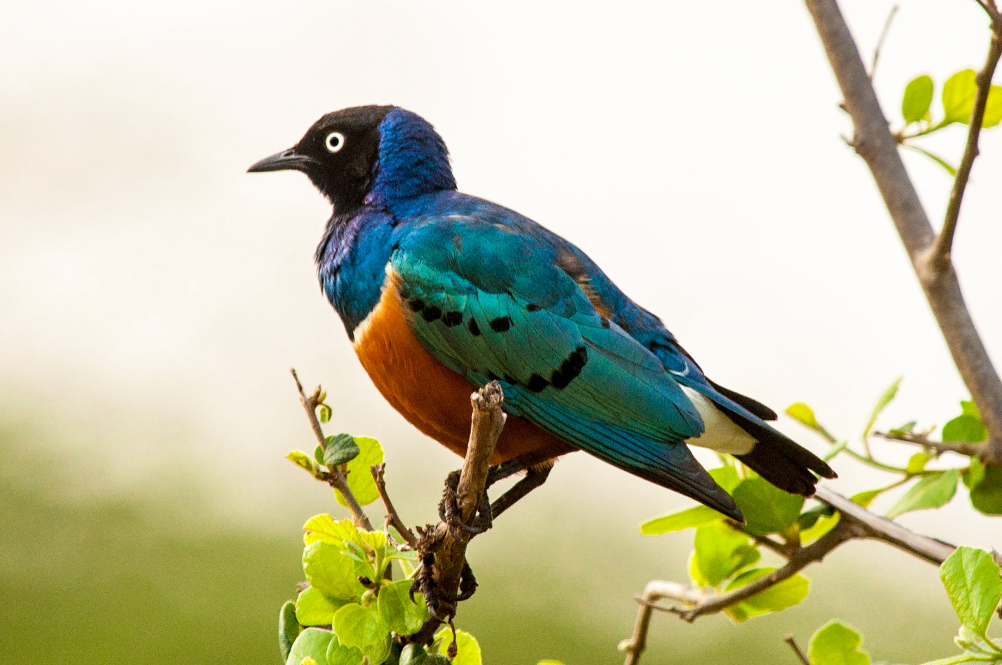 Superb Starling