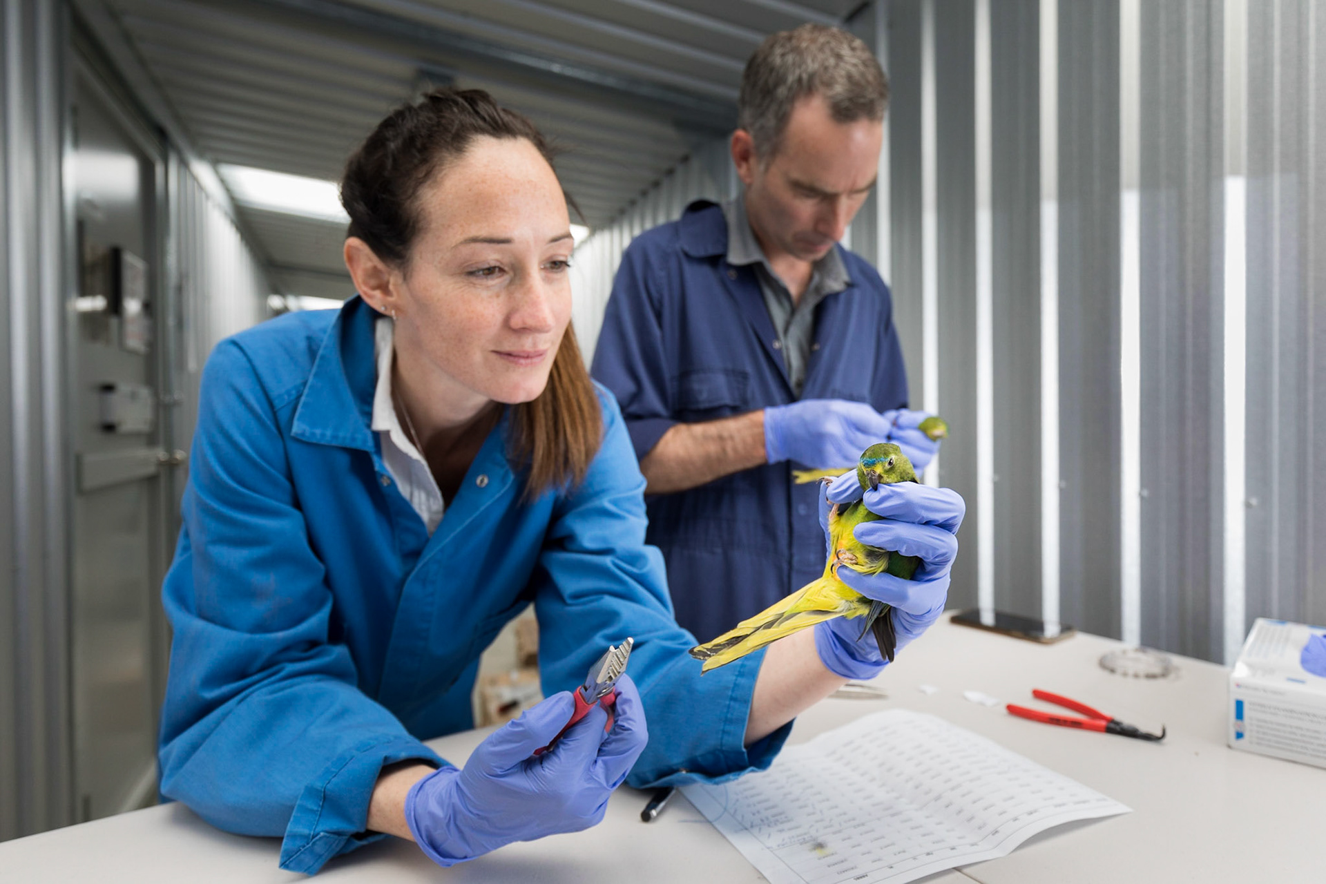 Wildlife biologist Dr Shannon Troy with Specialist keeper Darren Page, banding Orange-bellied Parrots as part of the Tasmanian Governments role in efforts to grow the population of the endangered species.Hobart, Tasmania.23/10/2020