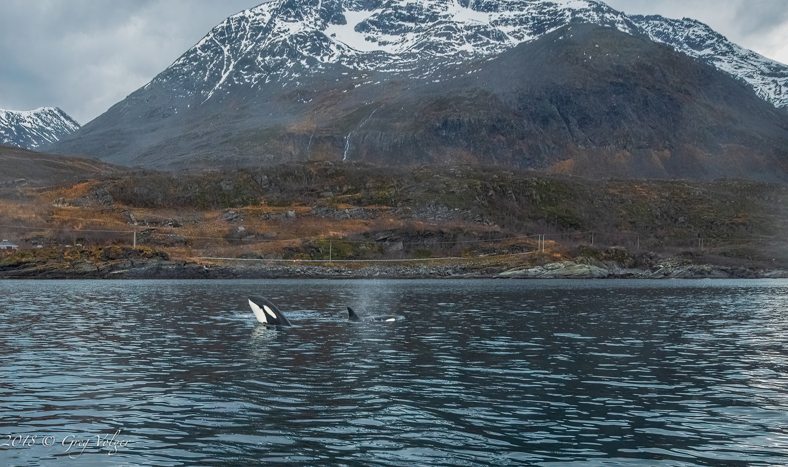Orcas
