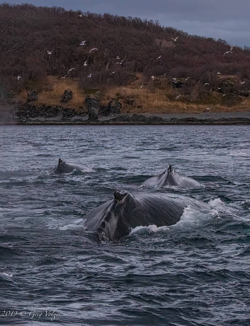 Humpbacks