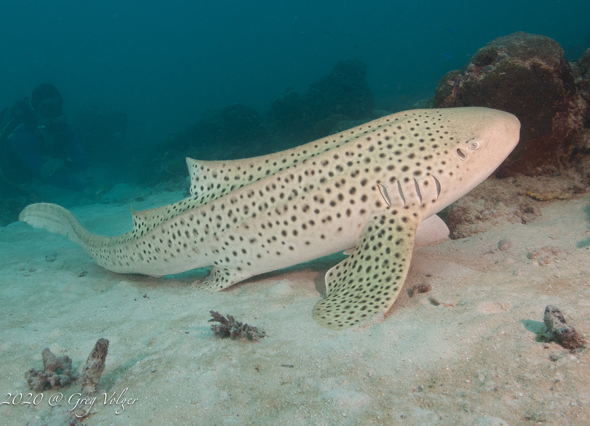 Zebra shark