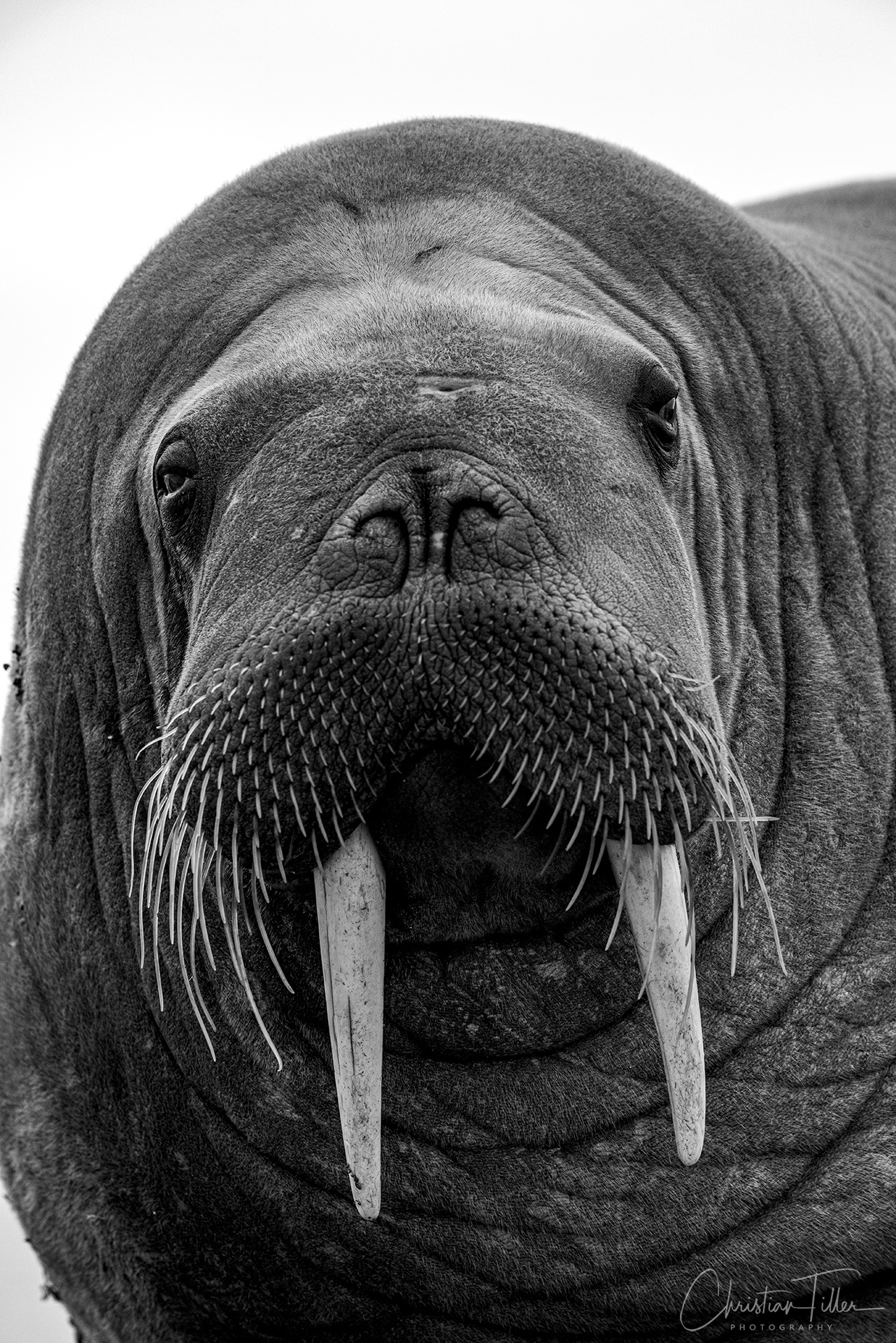 Walrus 06