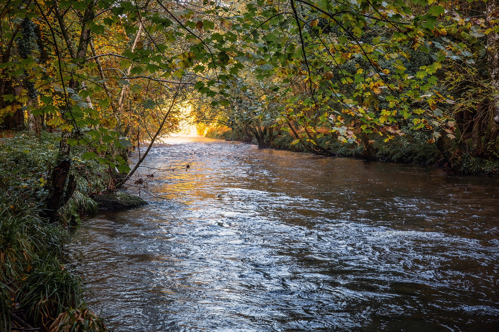 River Teign