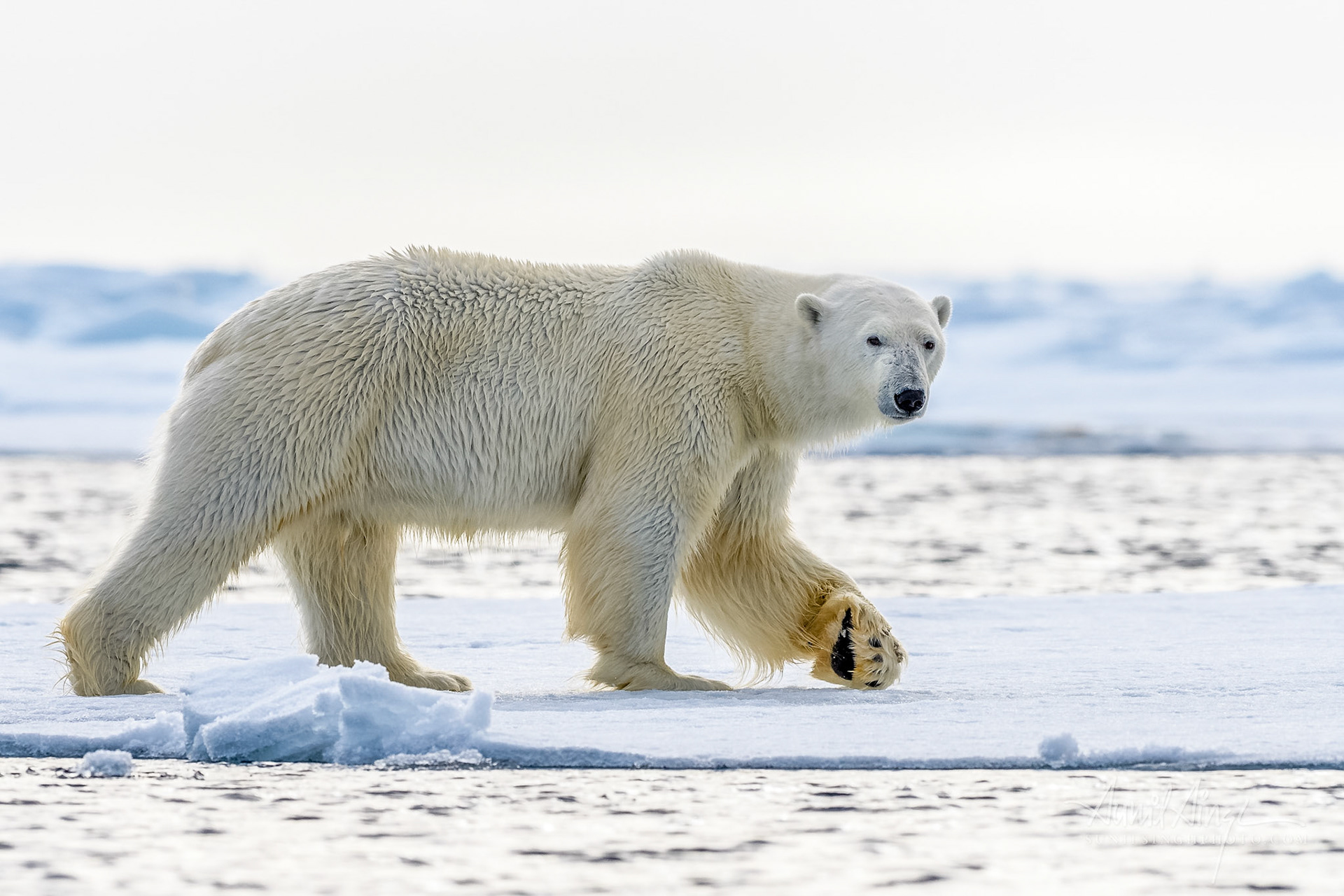 Polar Bear, Svalbard