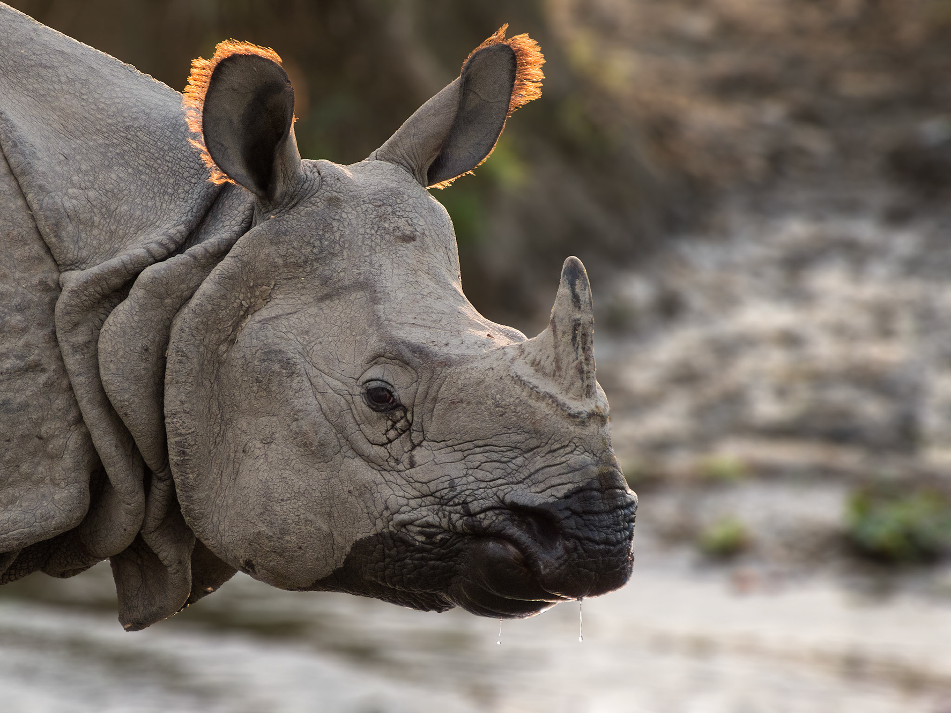 Chitwan National Park, Nepal