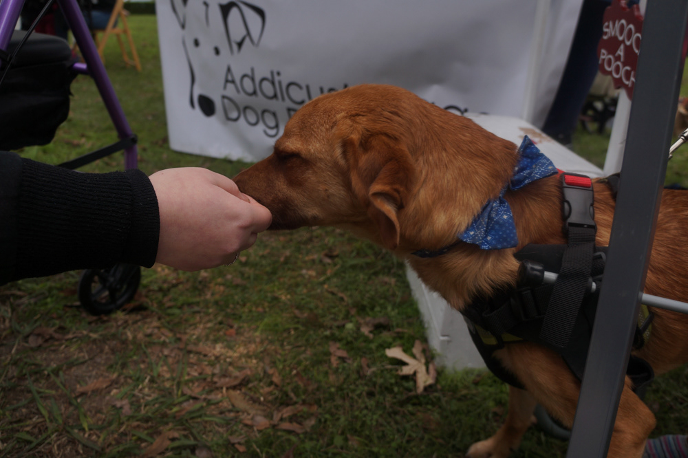 Francis gets some love from passersby.