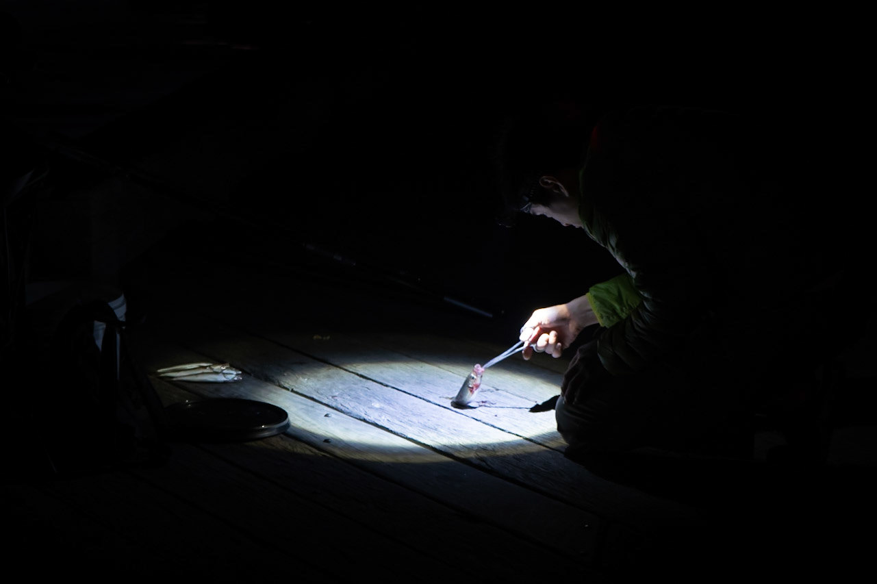 - Sydney, Darling Island. Just after catching pics of the beautiful sunset, I spotted this fisherman inspecting his catch....
