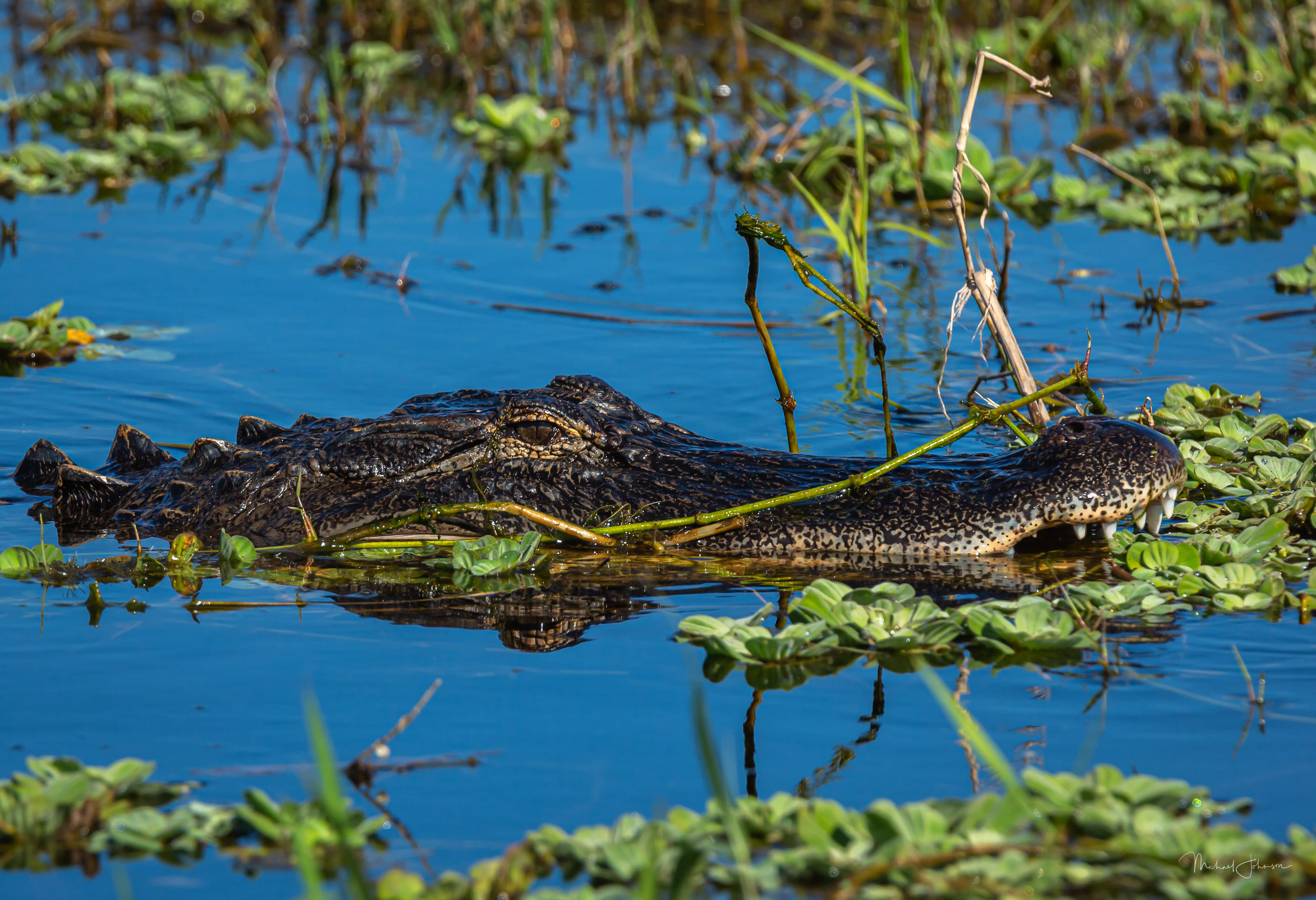 American Alligator