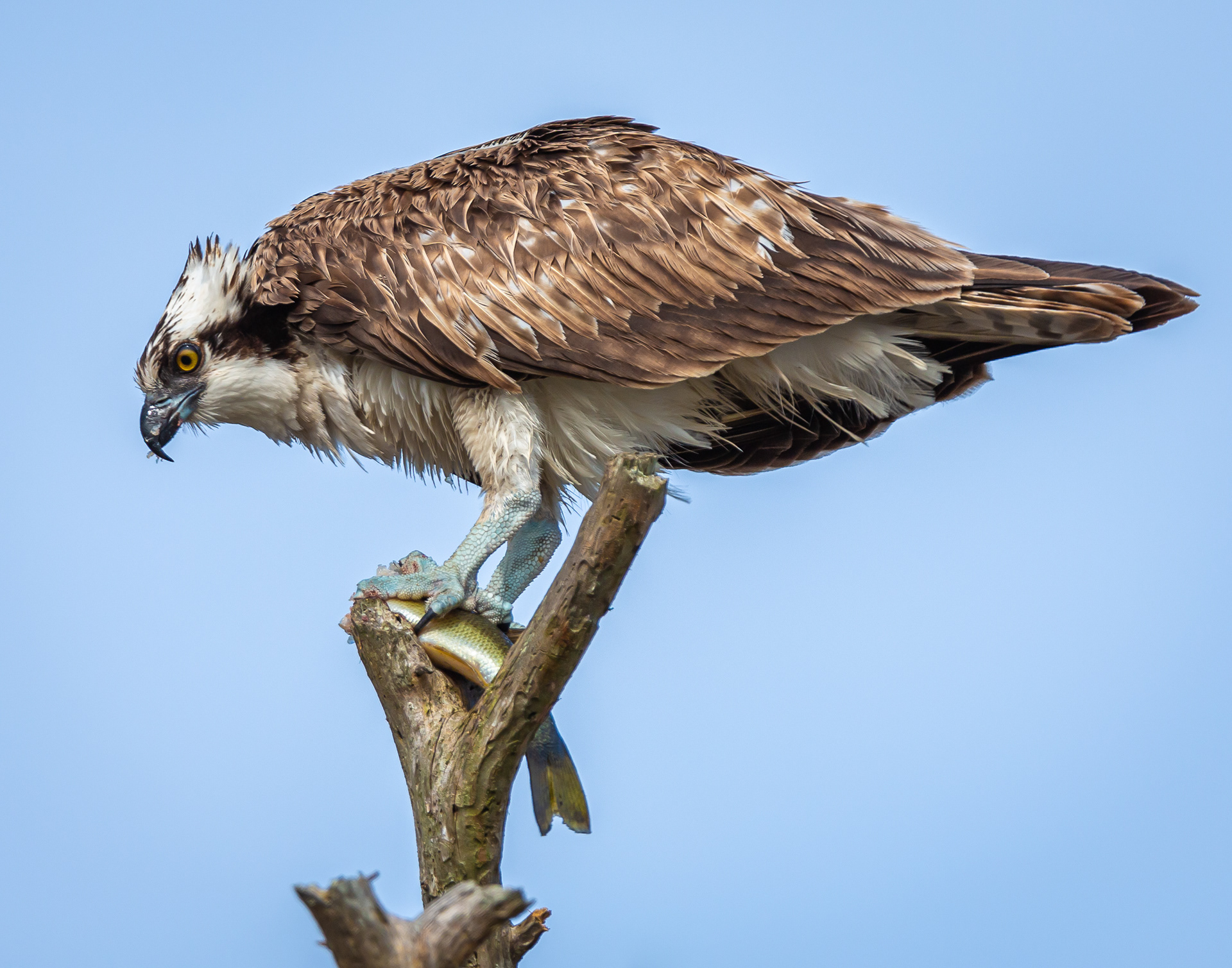 Osprey