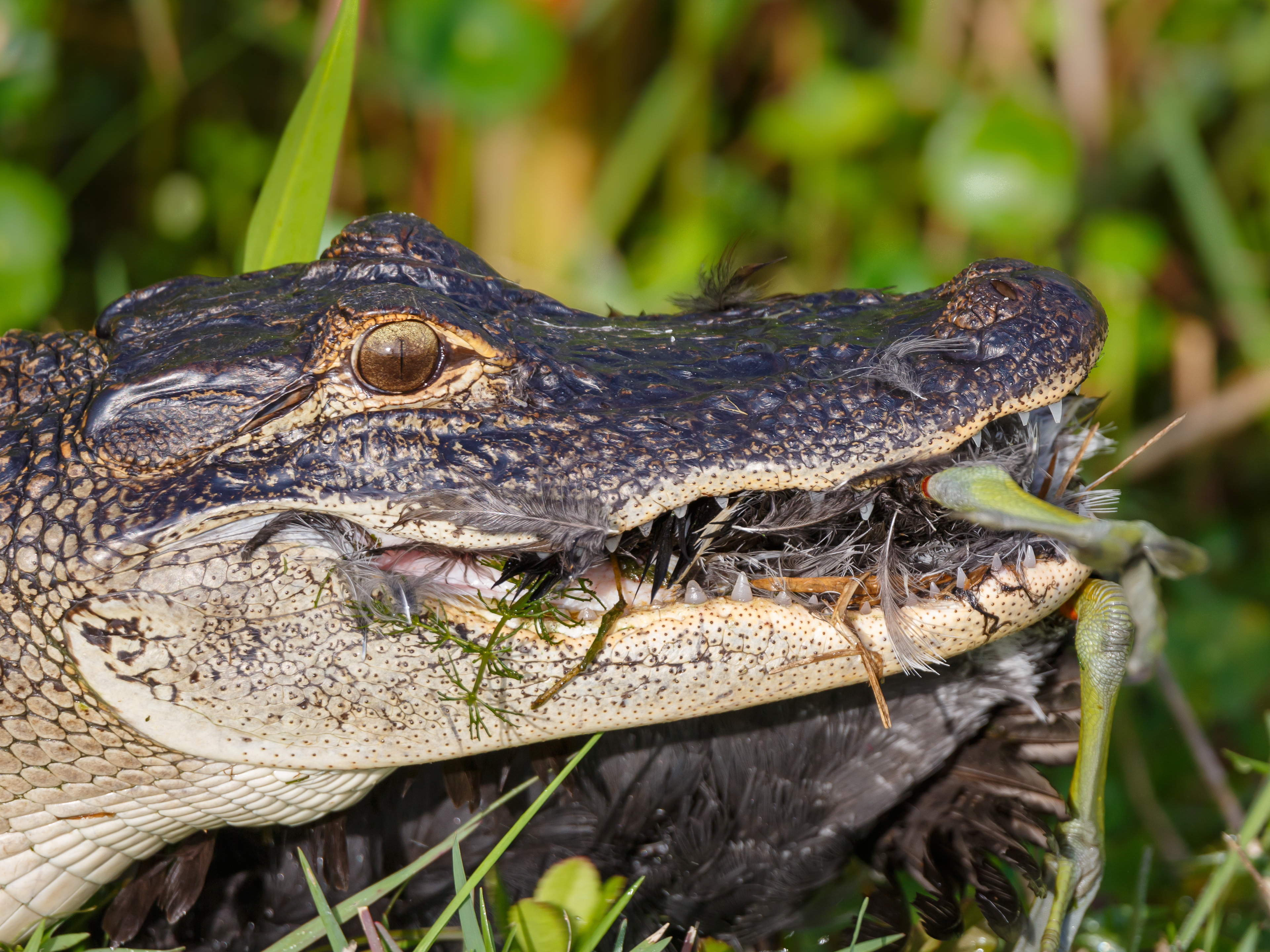 American Alligator