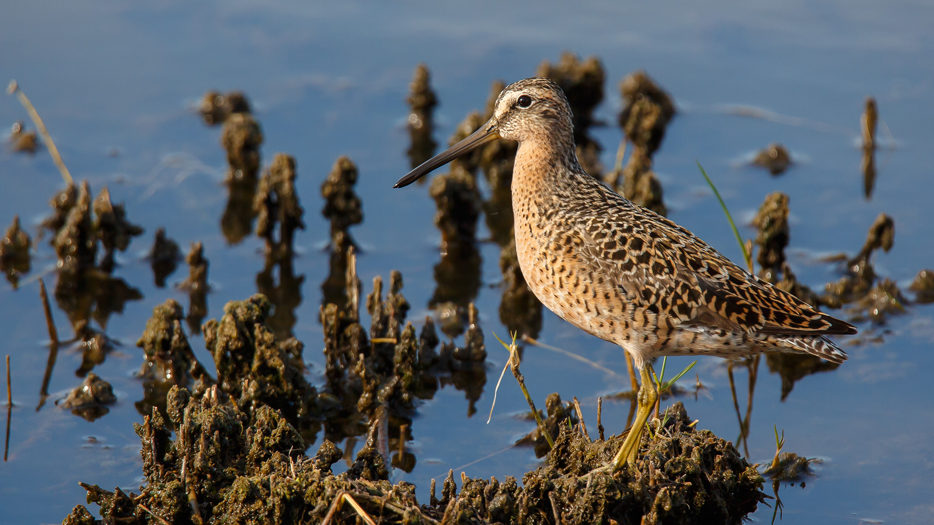 Long-billed Dowitcher
