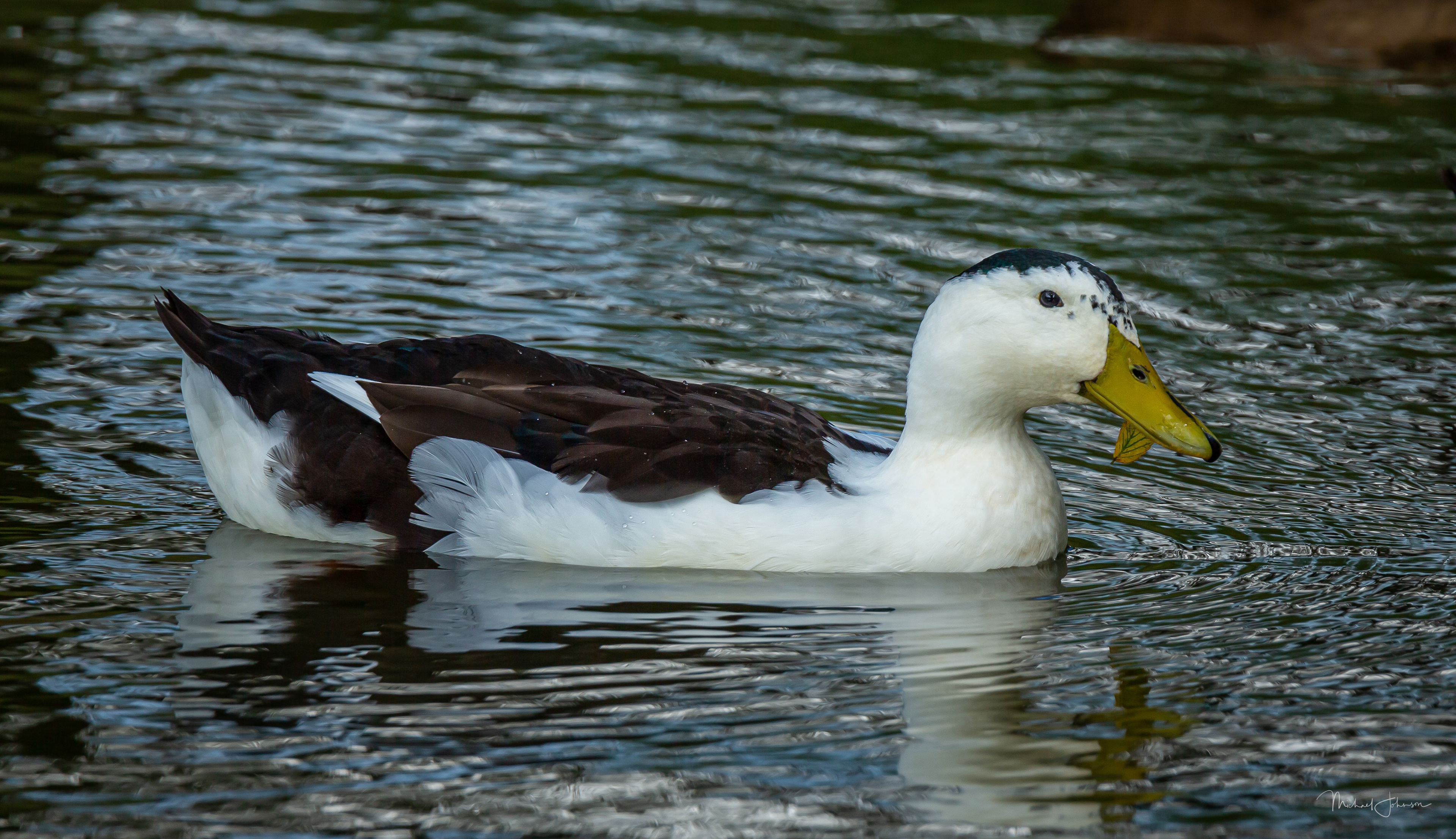 Mixed Duck