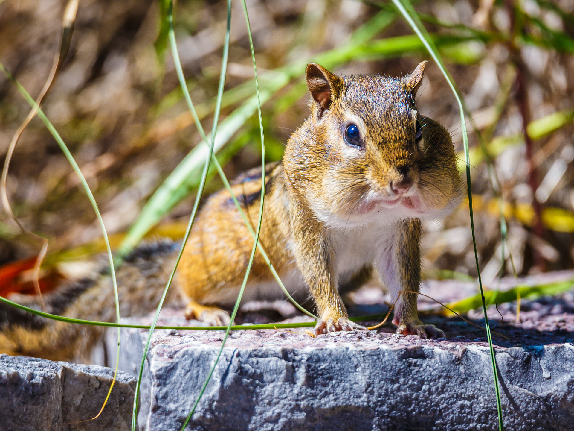 Chipmunk