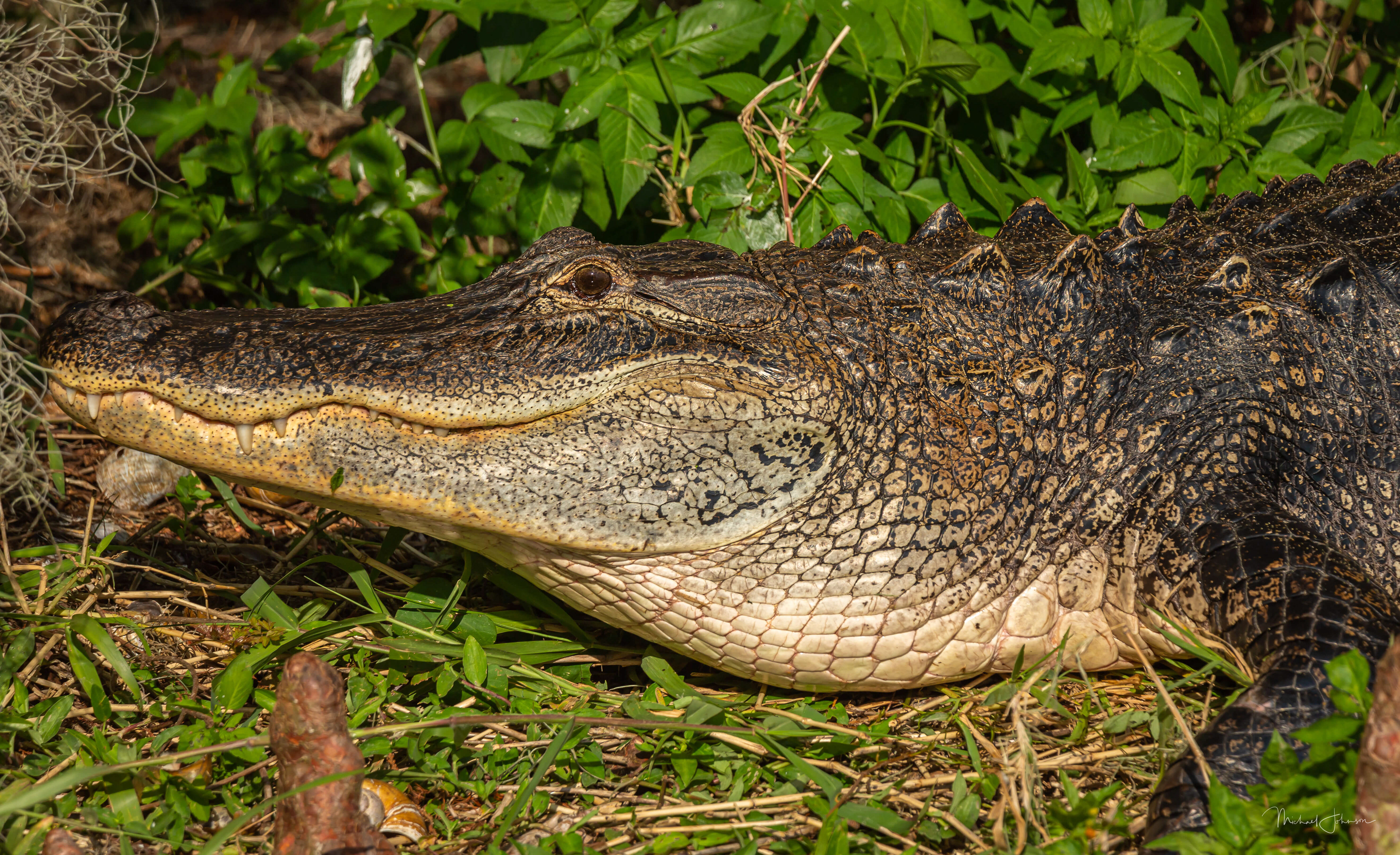 American Alligator