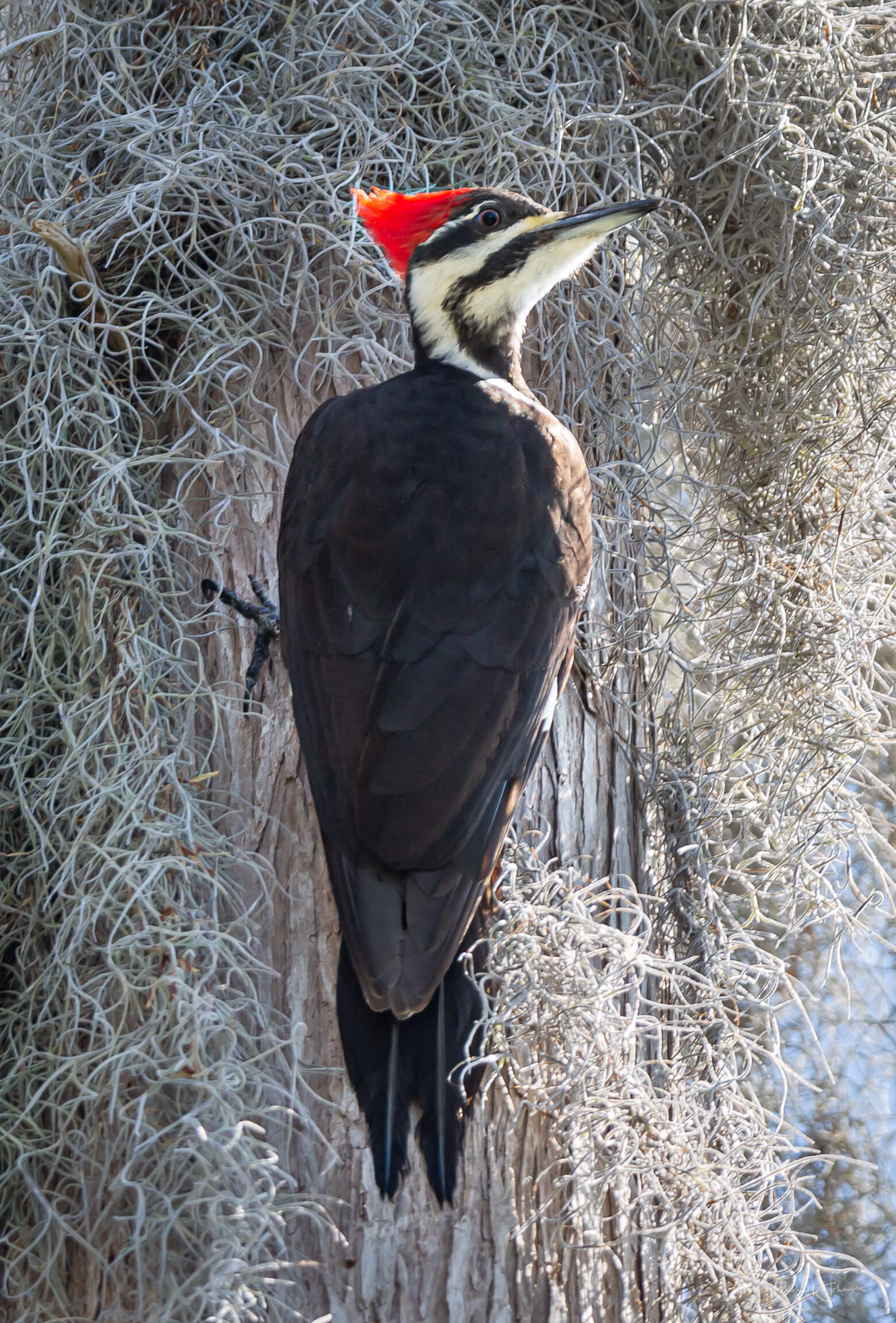 Pileated Woodpecker