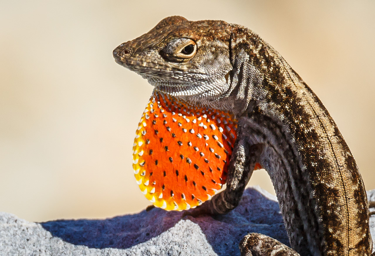 Brown Anole